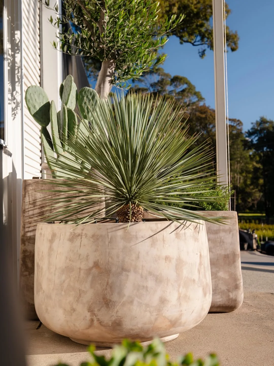 Outdoor scene with large terracotta potted plants, including a cactus and a spiky desert plant, next to a white house with metal siding. Clear blue sky and trees are in the background.