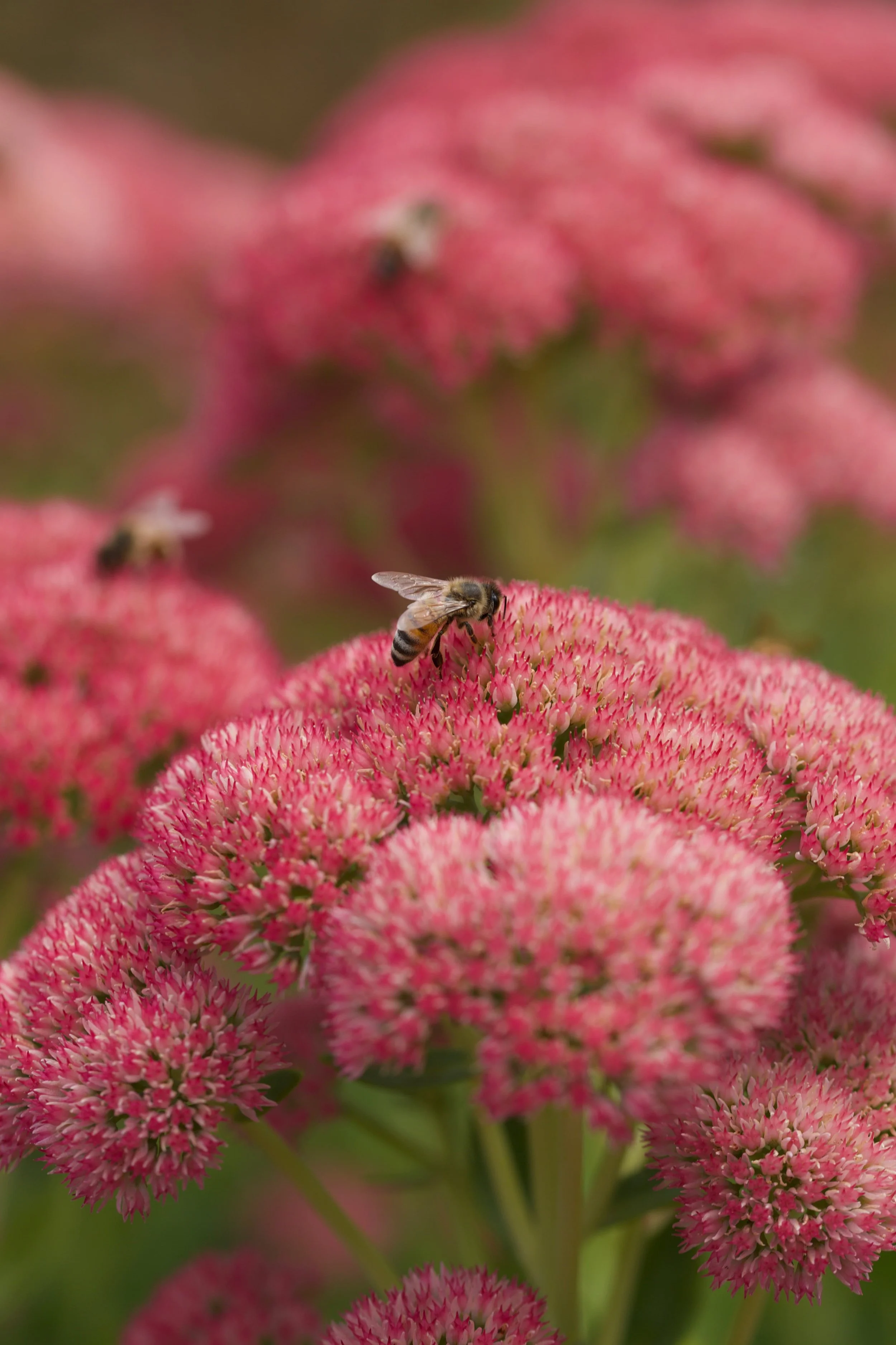 Close-up of a bee on pink flowers with multiple clusters of small pink blossoms, blurred background.
