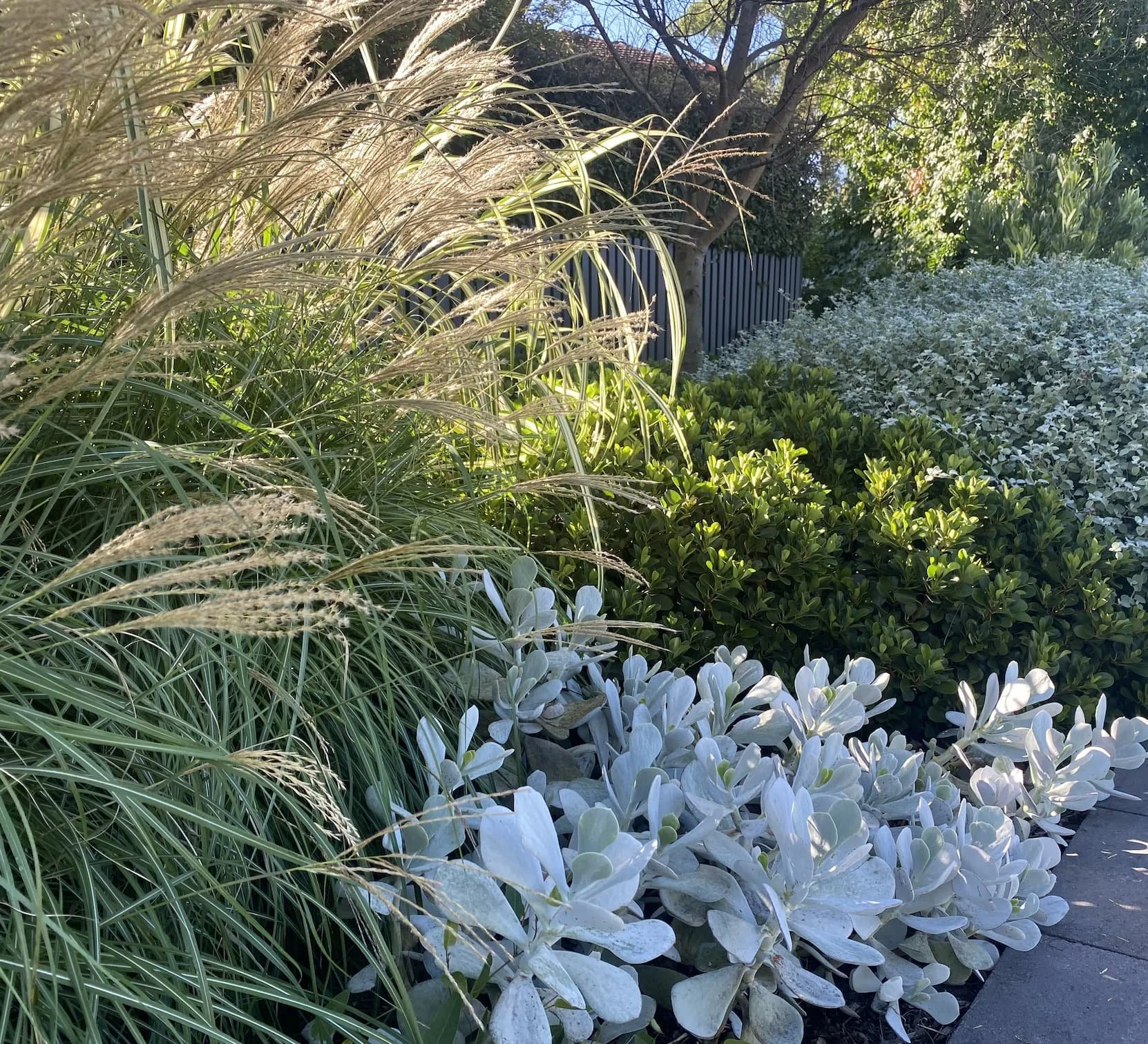 A garden with ornamental grasses, green shrubs, and a tree, with sunlight shining on the plants and a dark fence in the background.