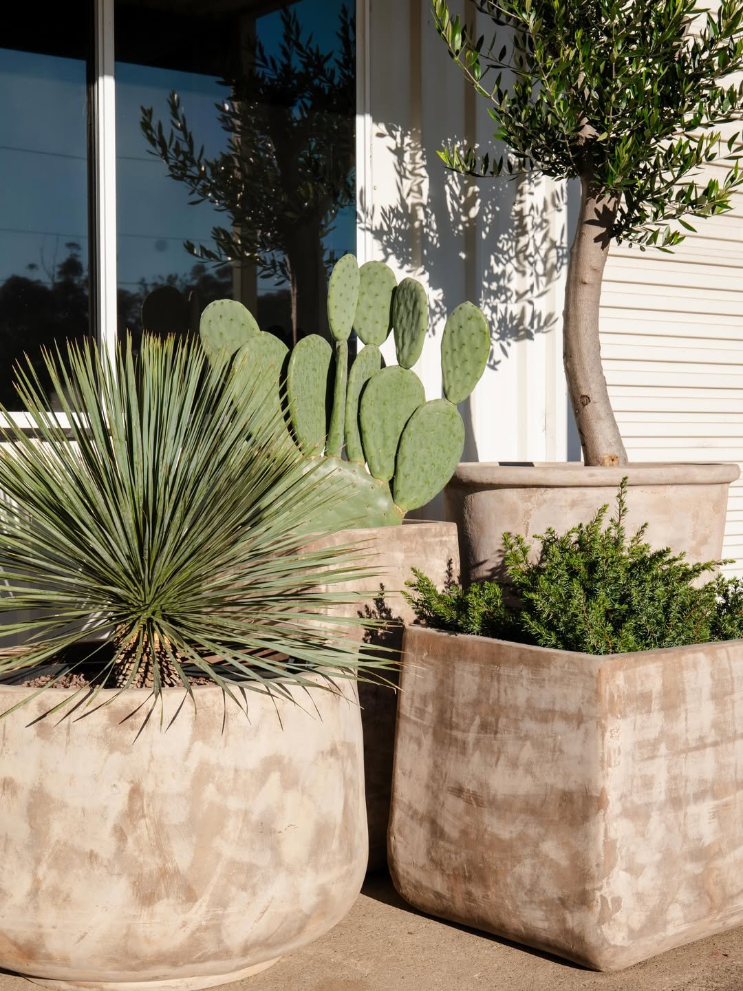 Large terracotta planters with desert plants including a prickly pear cactus, a spiky agave, and small shrubbery, with a background of a window and a tree casting shadows.