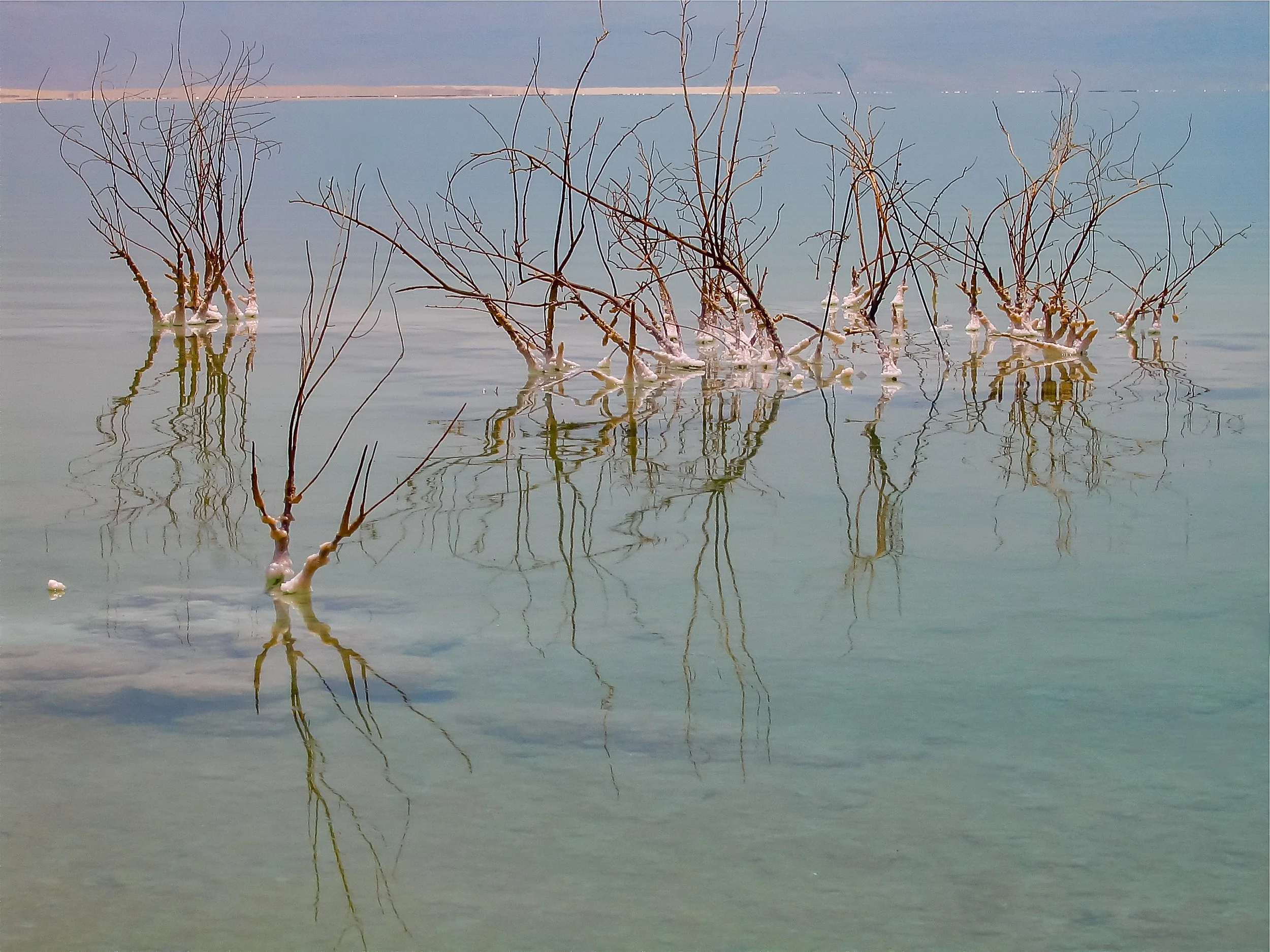 Leafless branches emerge from pale blue water patterned with mineral deposits and reflections.