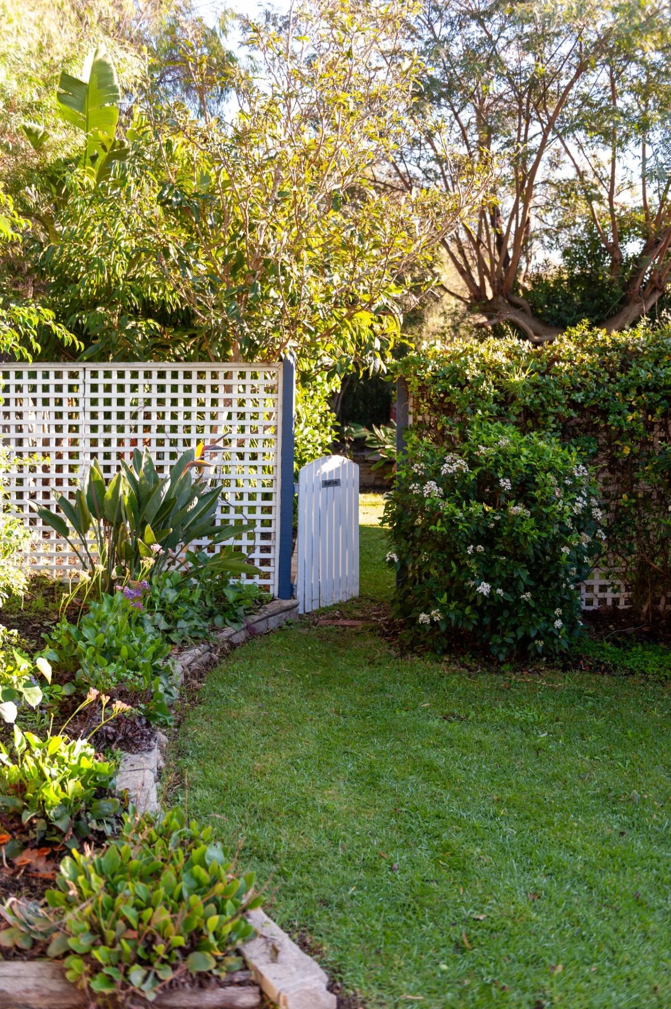 A lush green backyard garden with a white lattice fence and a small white bench. The garden has various plants and bushes, some with white flowers, and a large leafy tree casting shade.