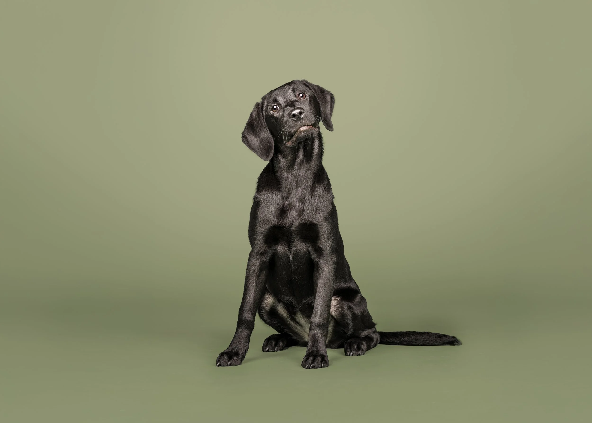 Fern’s Puppy Photoshoot in Derbyshire