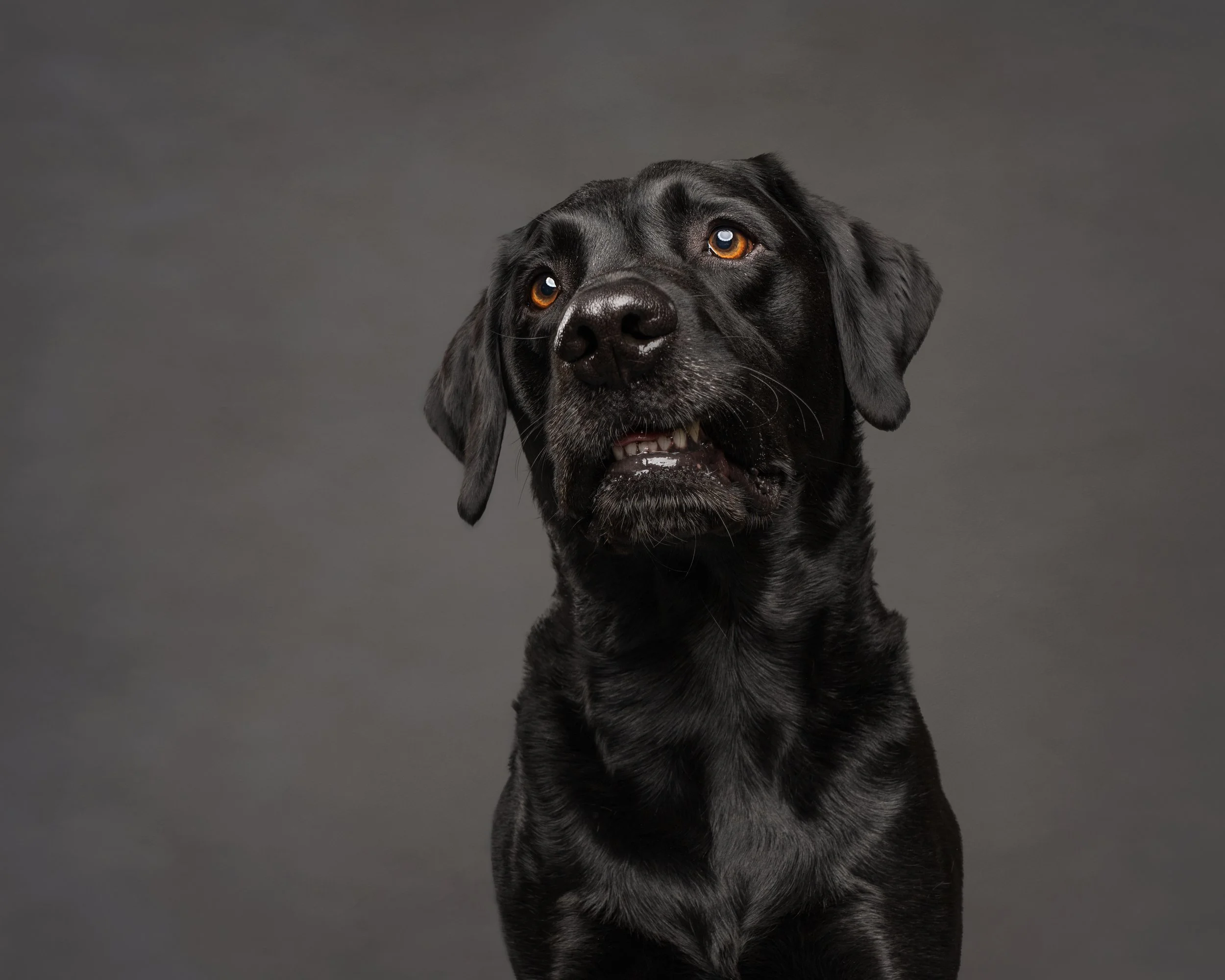 Eddy’s Dog Photoshoot in Chesterfield