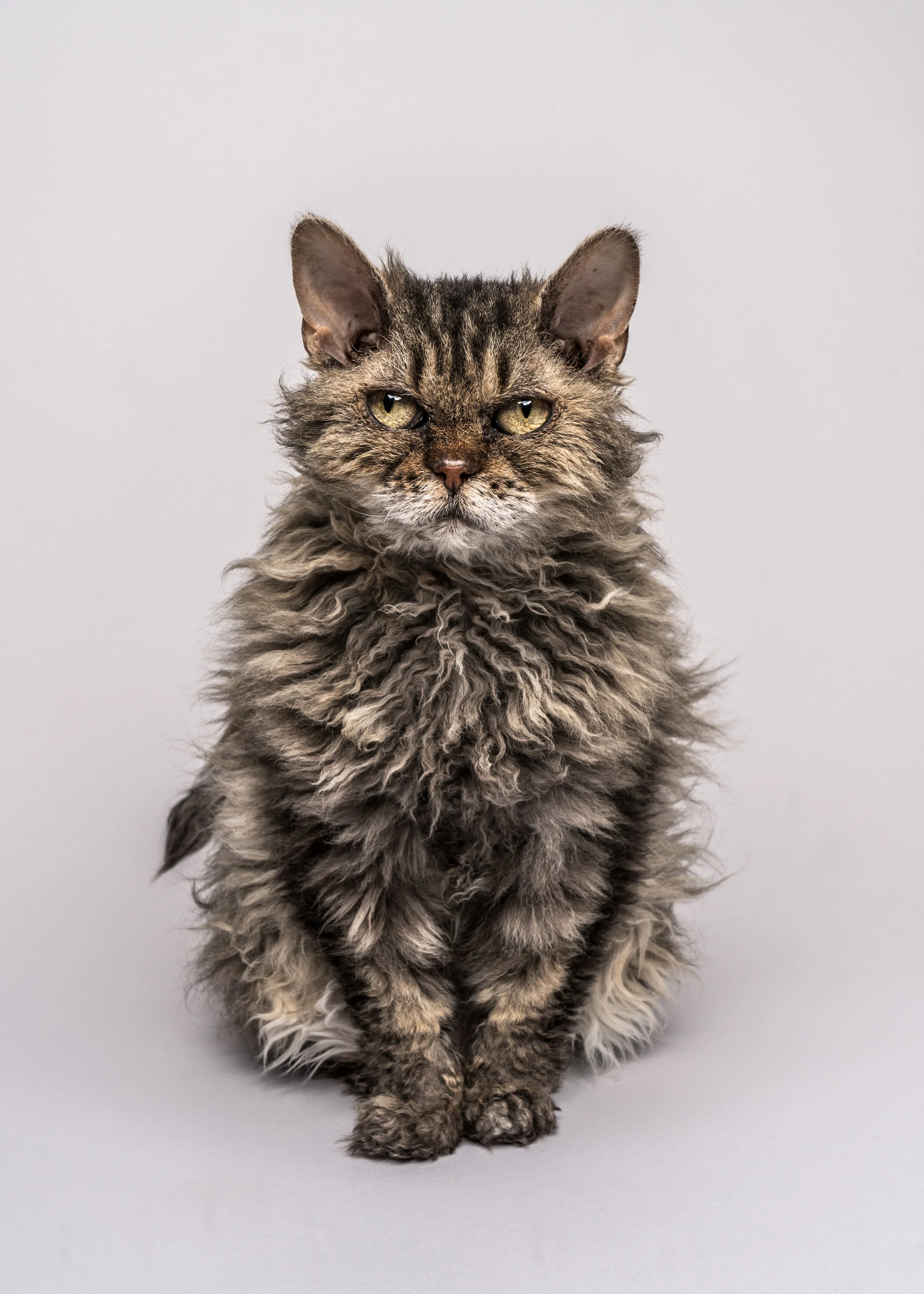 Mimi’s Cat Studio Photoshoot in Lancashire