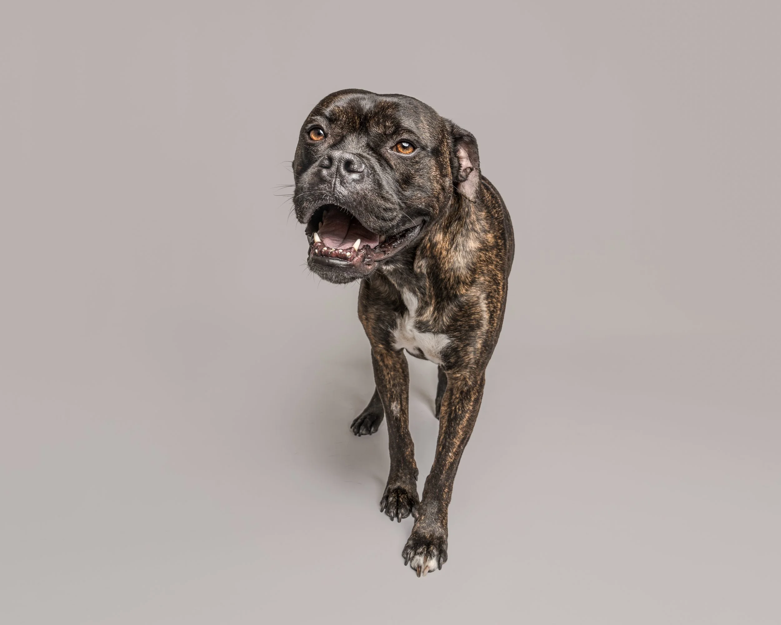 Sooty’s Dog Photoshoot in Lancashire