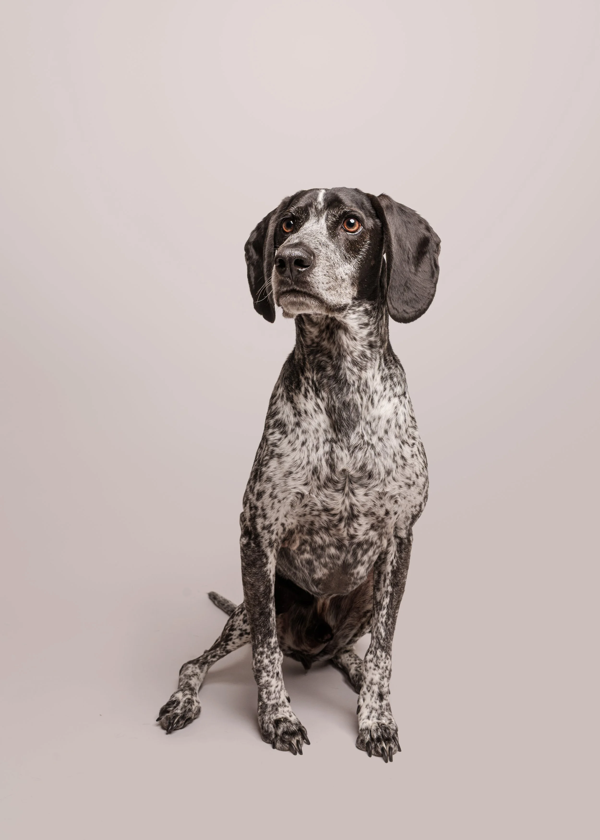 Moss’ Dog Photoshoot in Preston