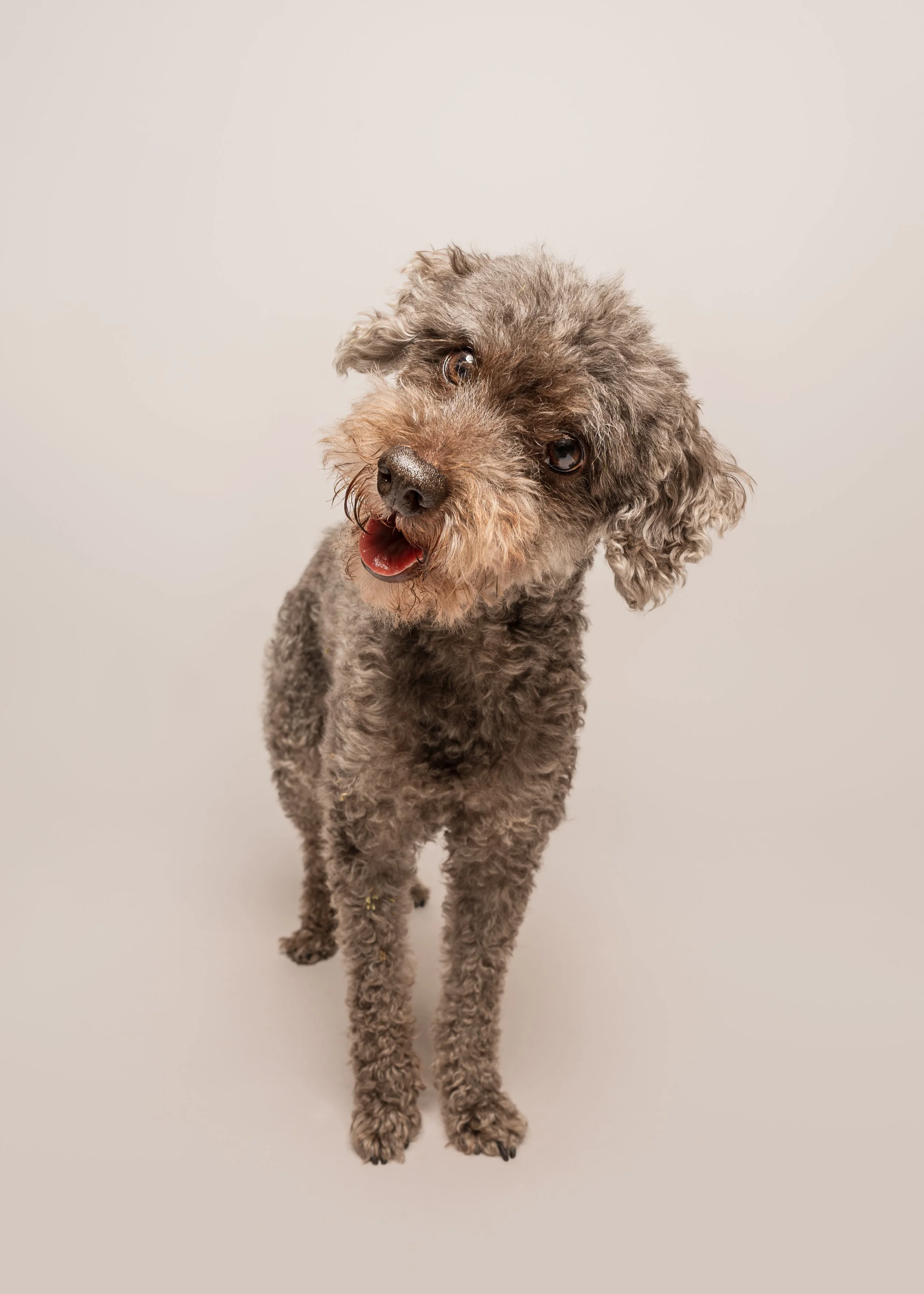 Winston’s Dog Photoshoot in Preston