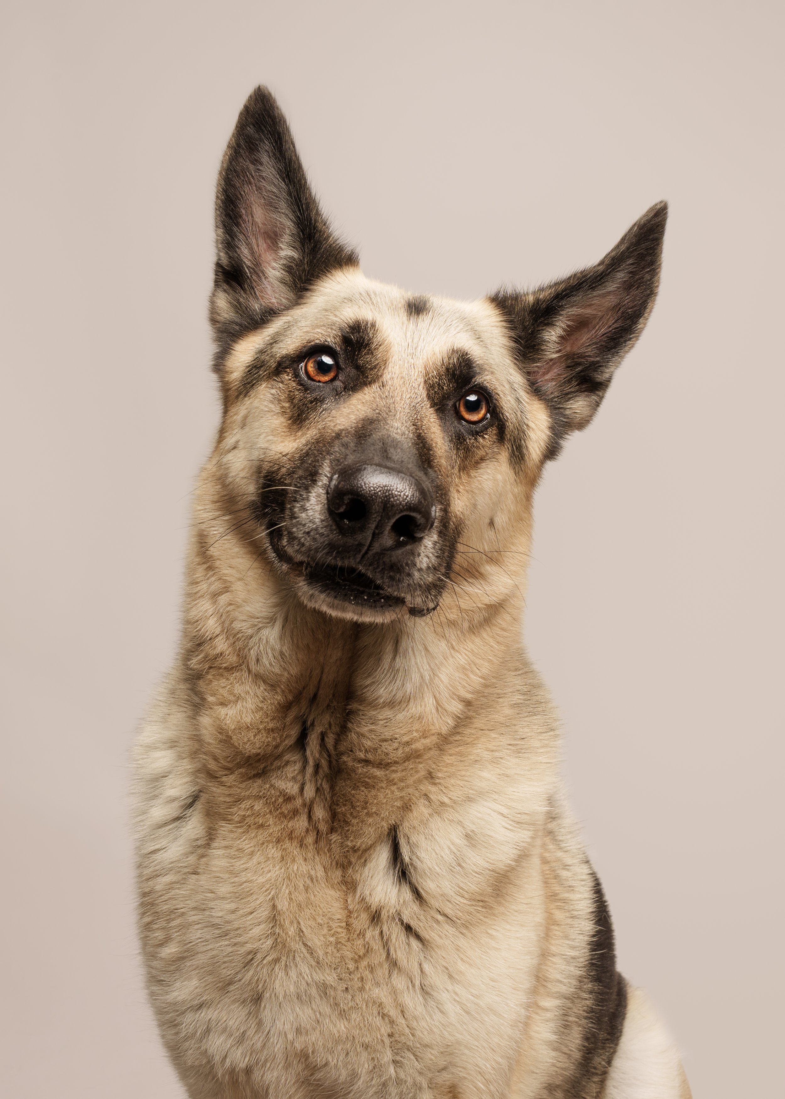 Bronson’s Dog Photoshoot in Preston