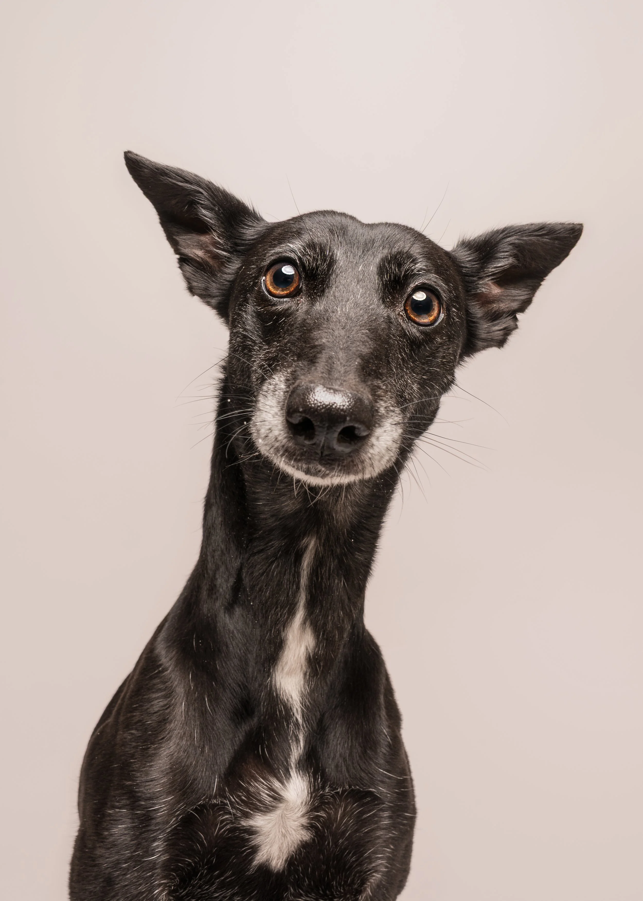 Piper’s Dog Photoshoot in Preston