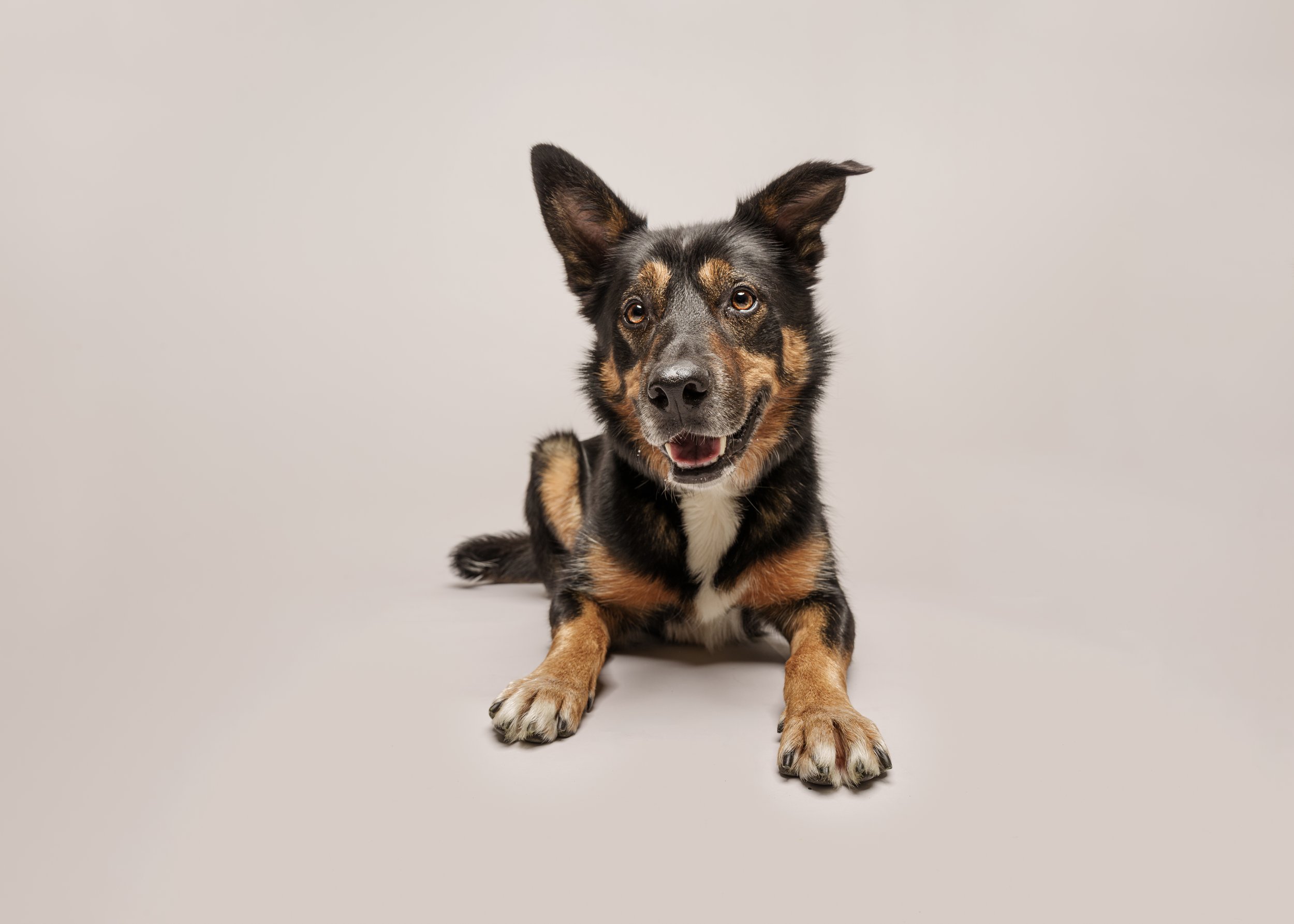 Bob’s Dog Photoshoot in Preston, Lancashire