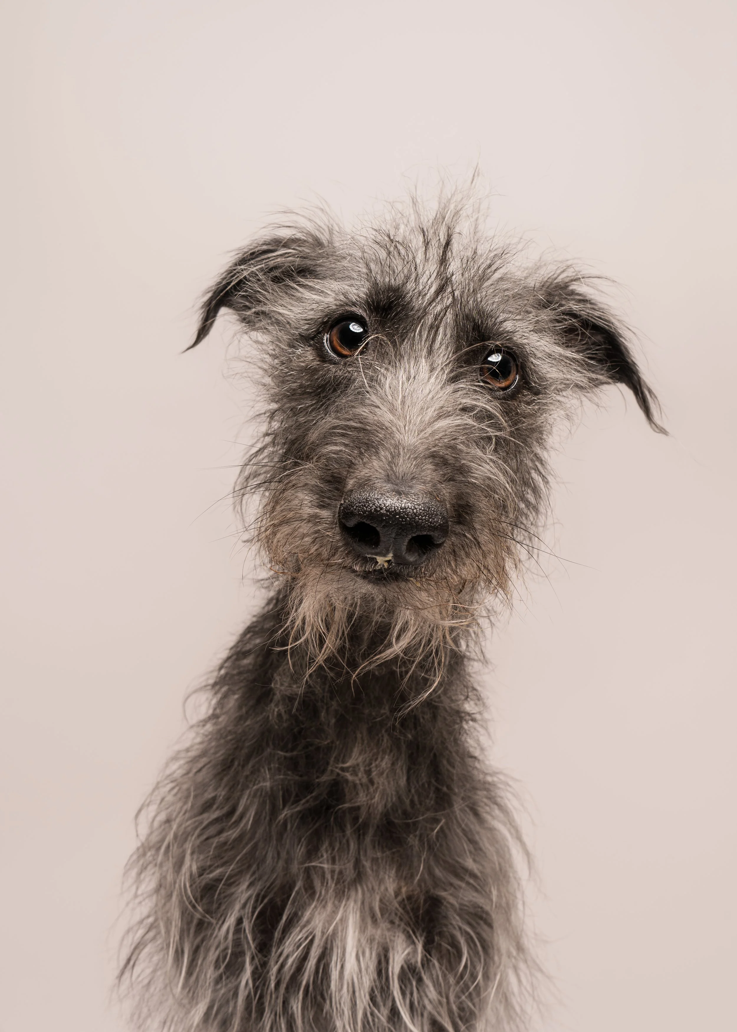Blue’s Dog Photoshoot in Preston