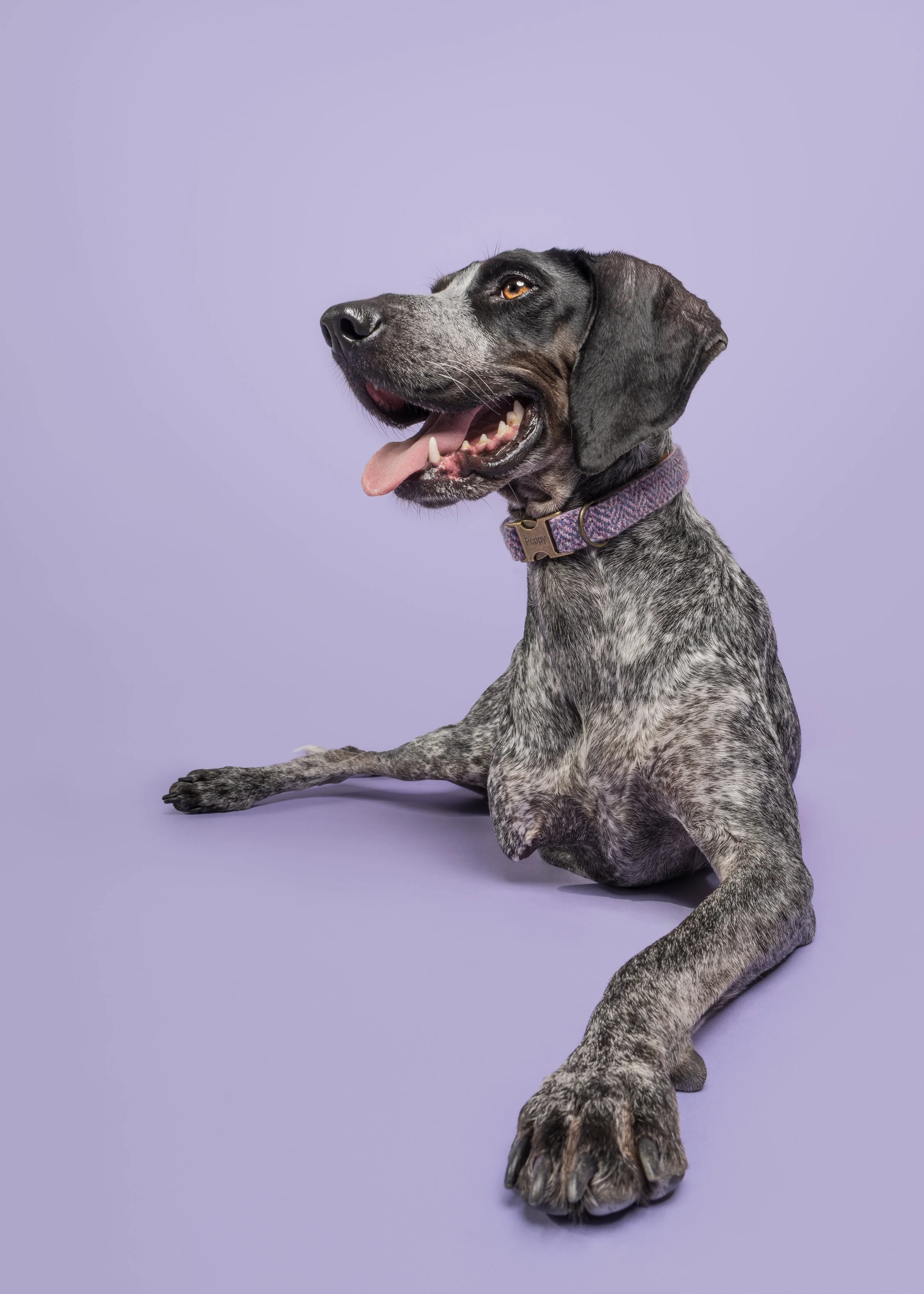 Poppy’s Dog Photoshoot in Preston, Lancashire