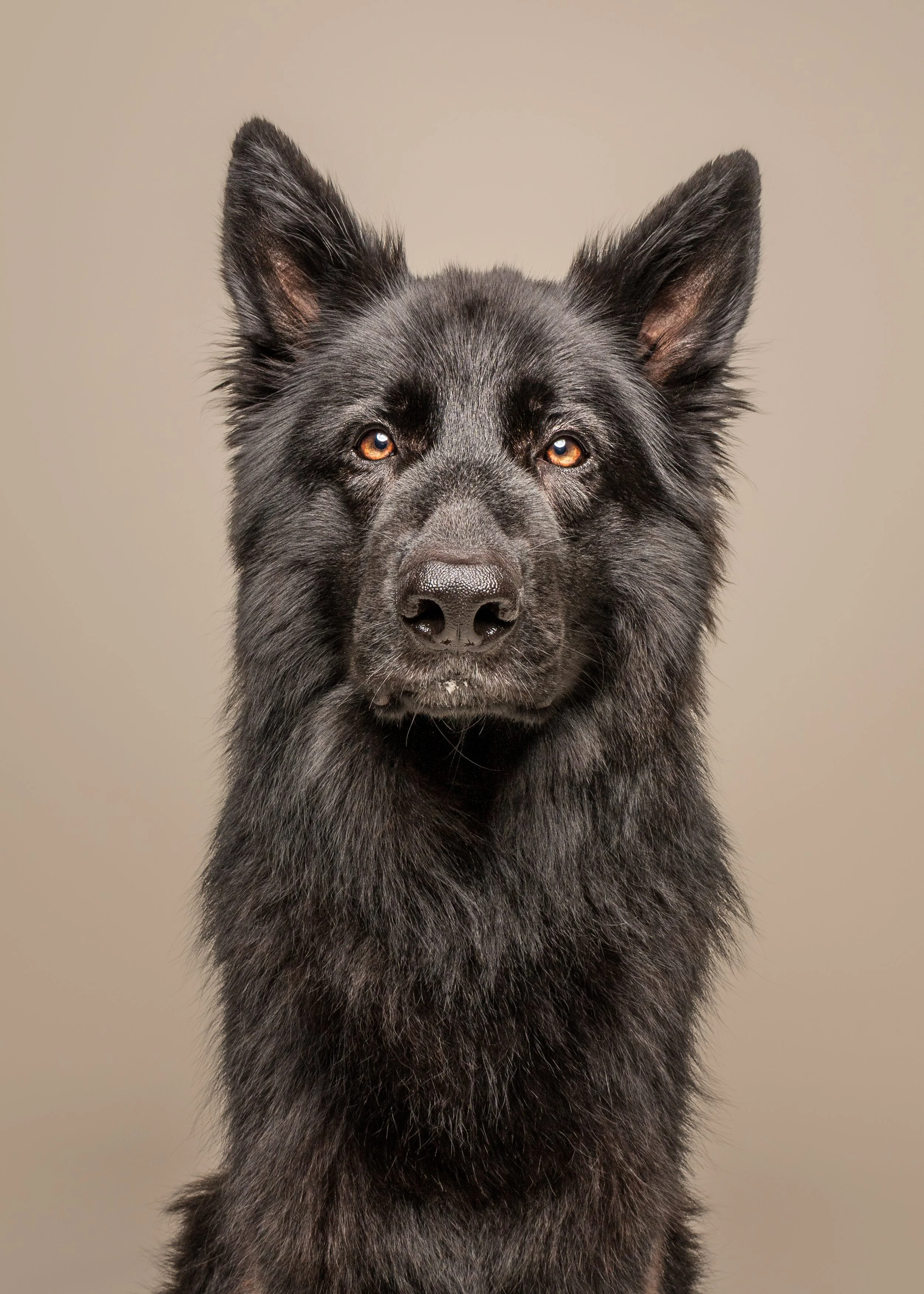 Jake’s Dog Photoshoot in Chesterfield