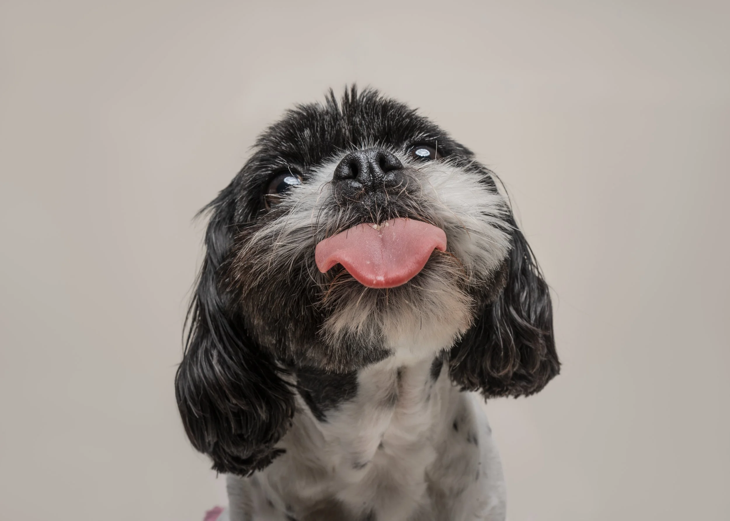 Miley’s Dog Photoshoot in Preston, Lancashire