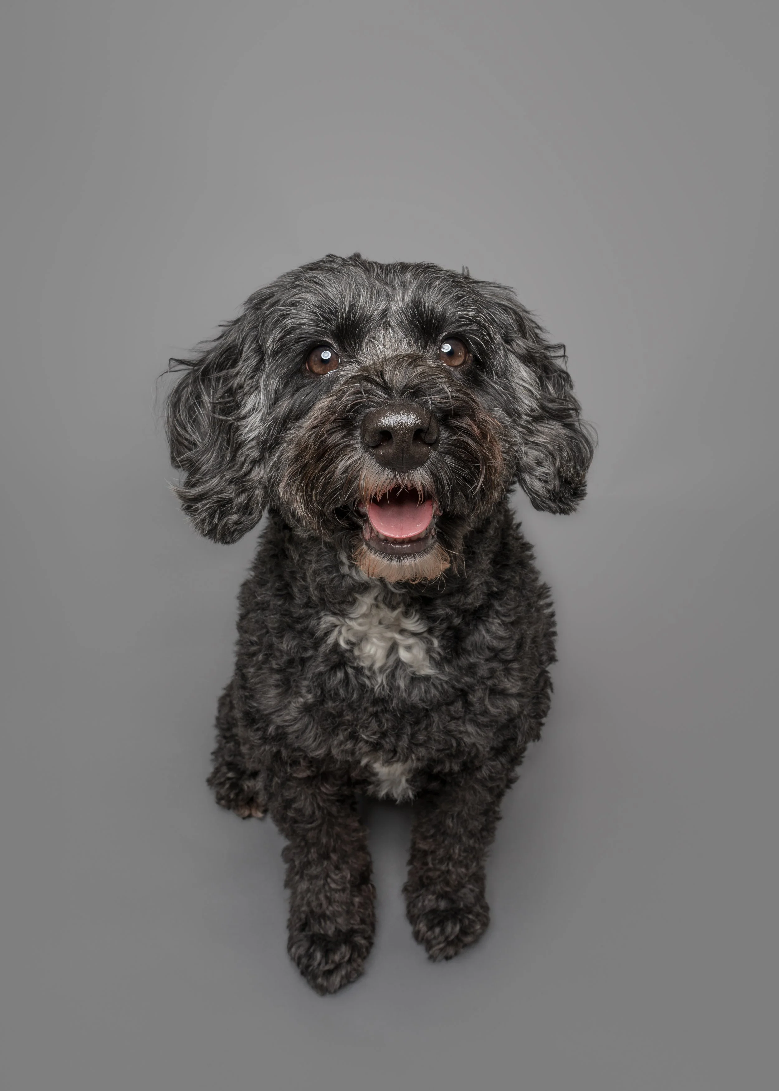Millie’s Dog Photoshoot in Preston, Lancashire