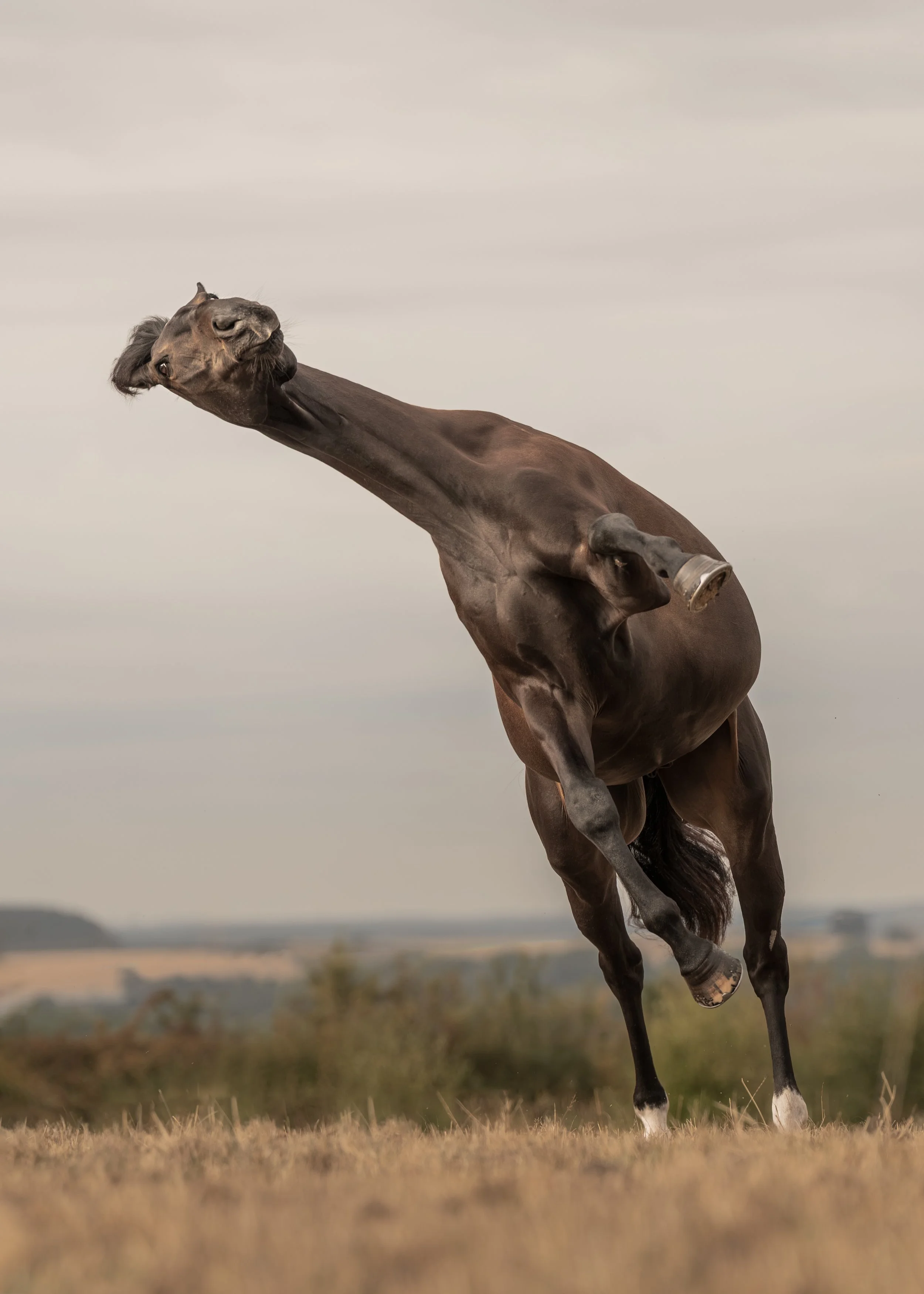 Harry’s Equine Photoshoot in Mansfield