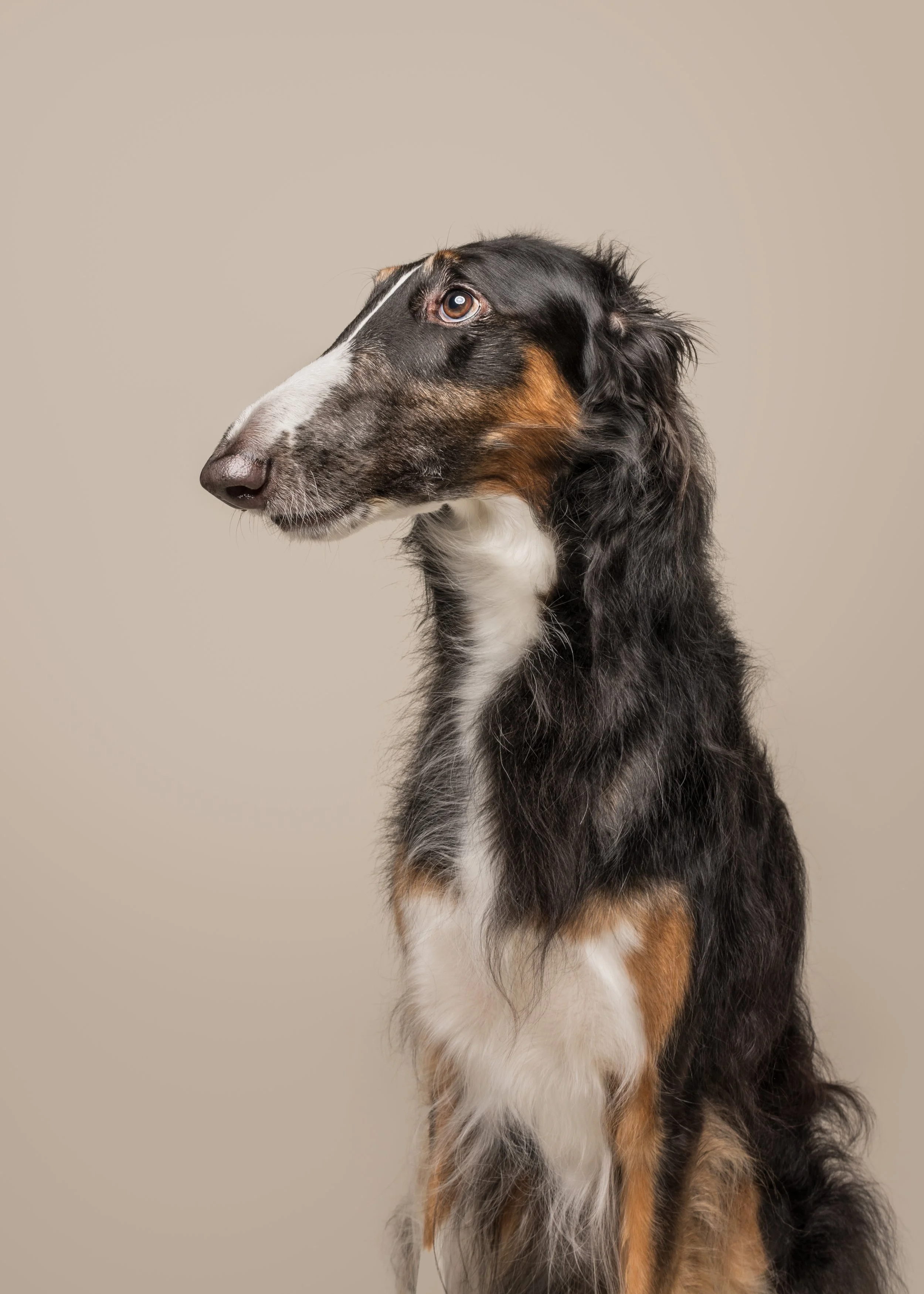 Ciri’s Dog Photoshoot in Chesterfield, Derbyshire