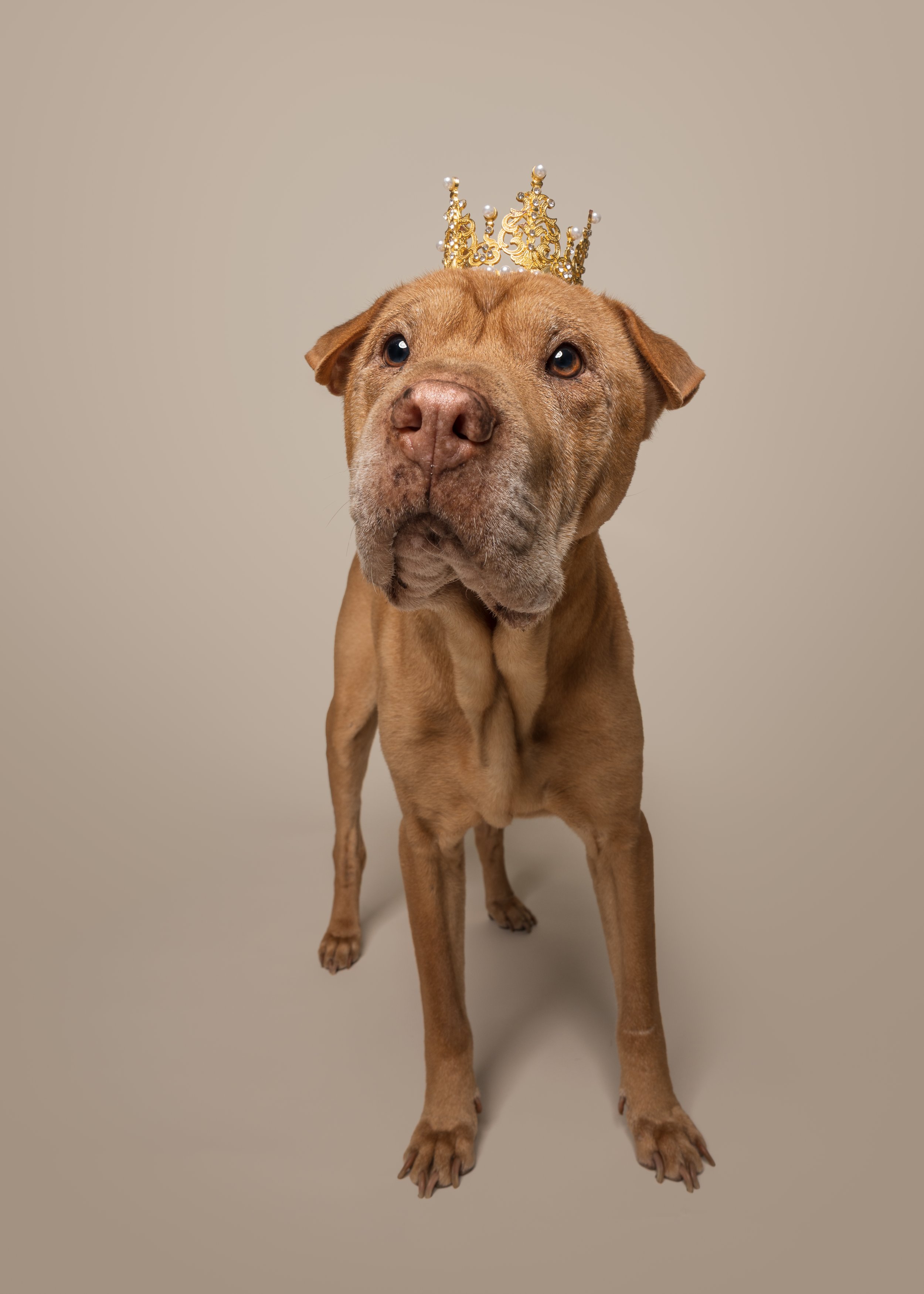 Eva’s Dog Photoshoot in Chesterfield