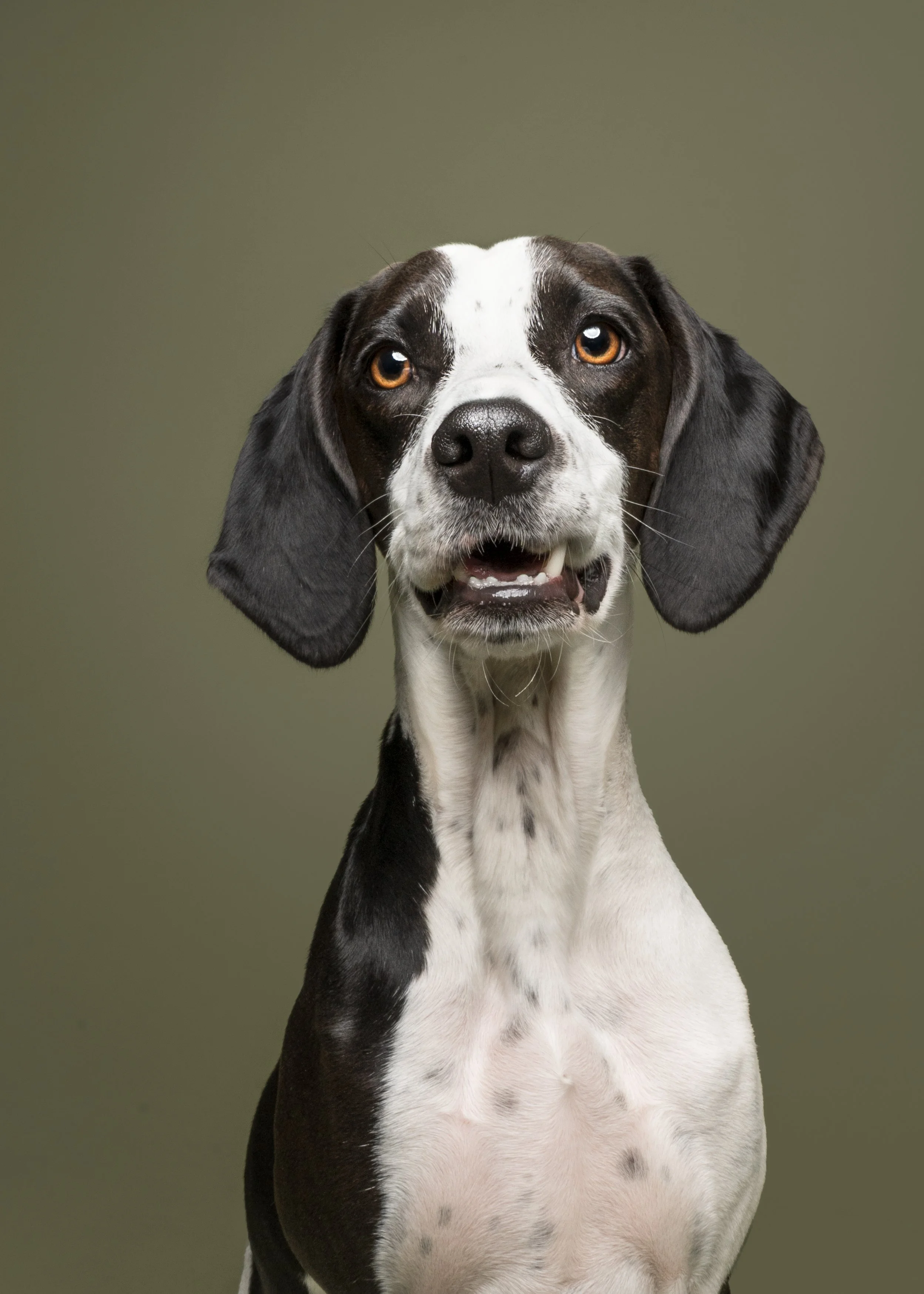 Close-up of a black and white dog, possibly a hound, with floppy ears and amber eyes, looking directly at the camera against a plain, muted background.
