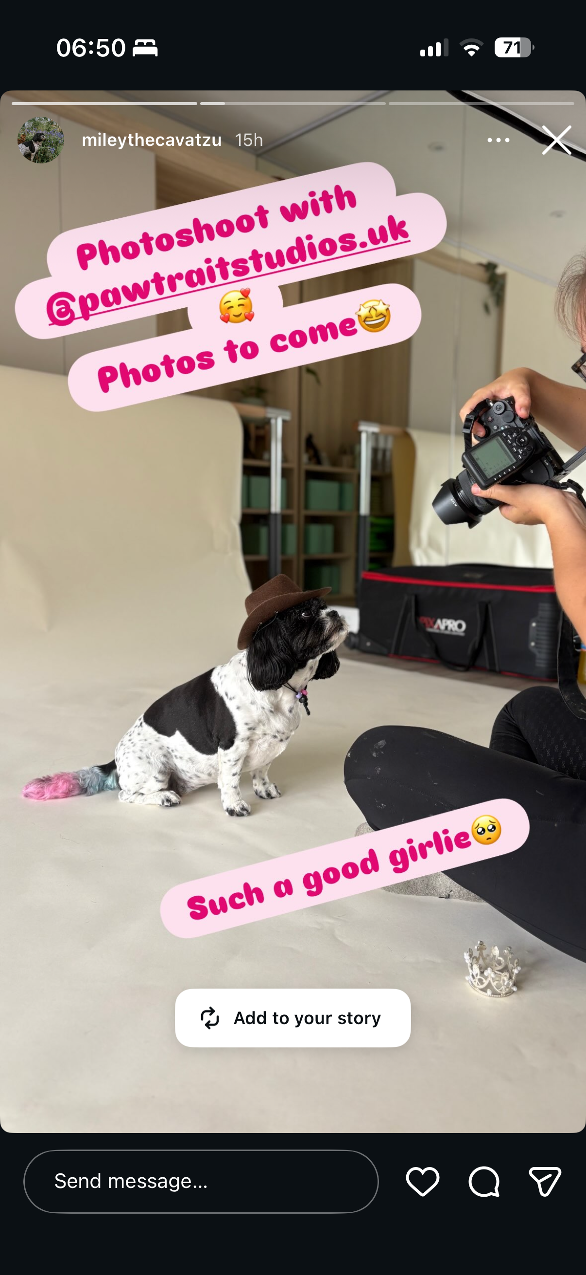 A small black and white dog wearing a brown hat and pink tail is sitting on a light-colored backdrop, looking up as a person holds a camera to take a photo. The photo has pink text overlays promoting a photoshoot with pawtraitstudios.uk and describing the dog as a "such a good girlie" with a sad face emoji. There is a crown and some shelves in the background.