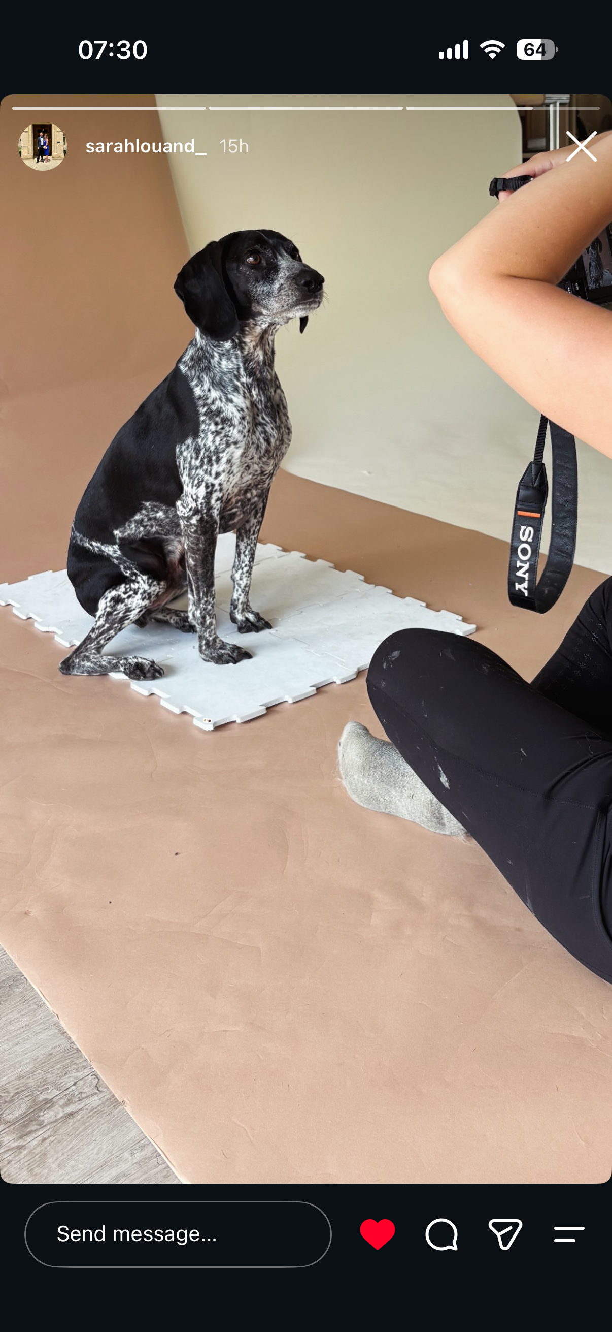 A black and white dog with floppy ears sitting on a white foam pad against a two-tone background, while a person takes a photo of it with a camera.