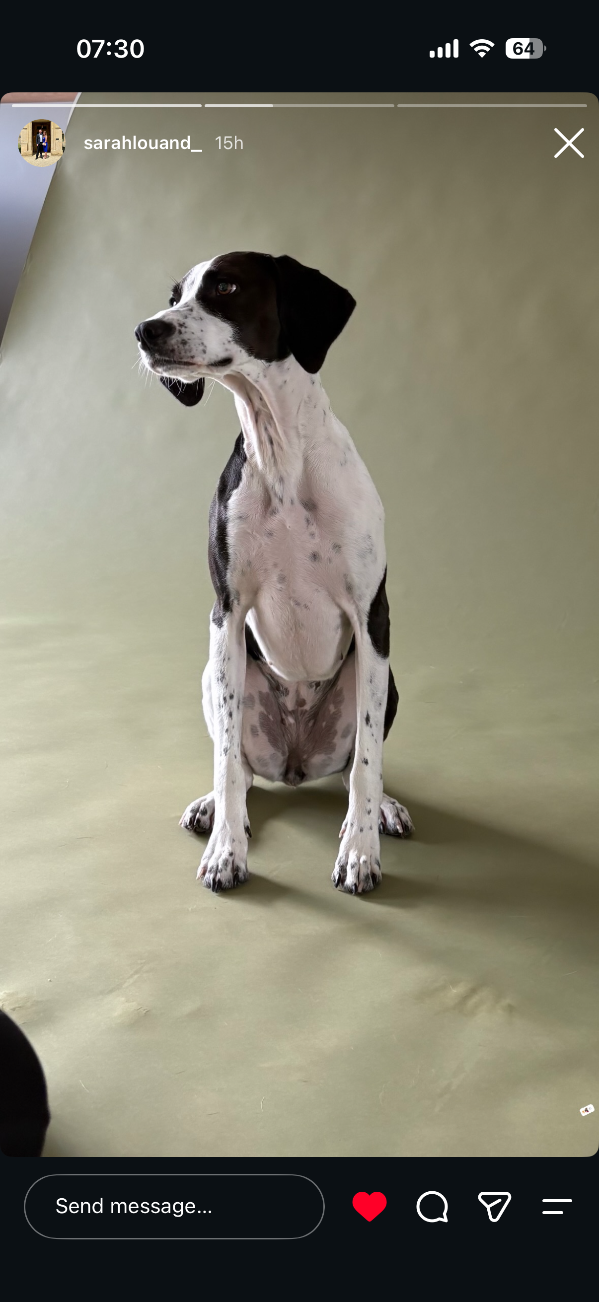 A black and white dog with a slender build and short fur sitting on a green surface against a plain green background, looking to the left.