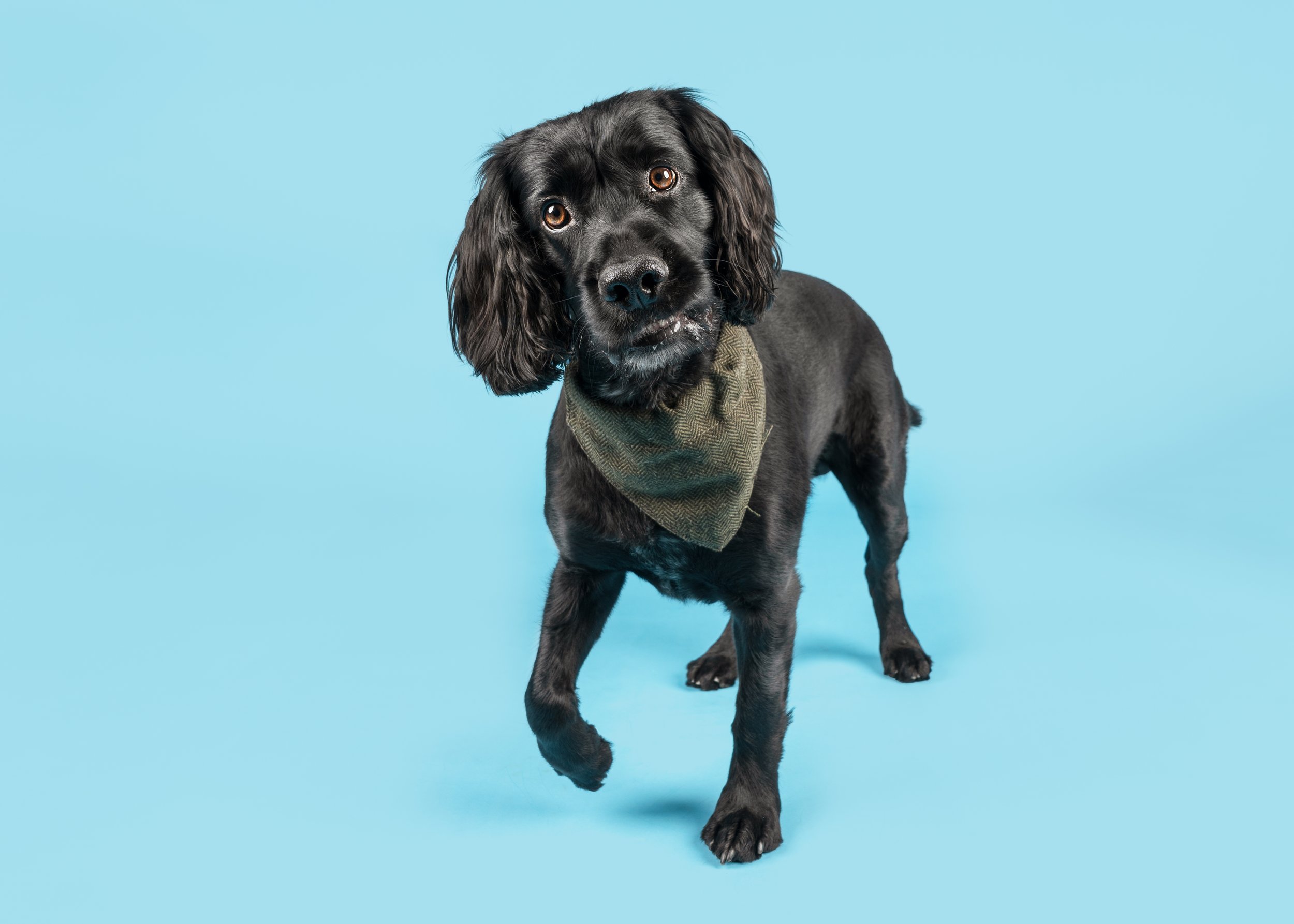 Herbie’s Dog Photoshoot in Chesterfield