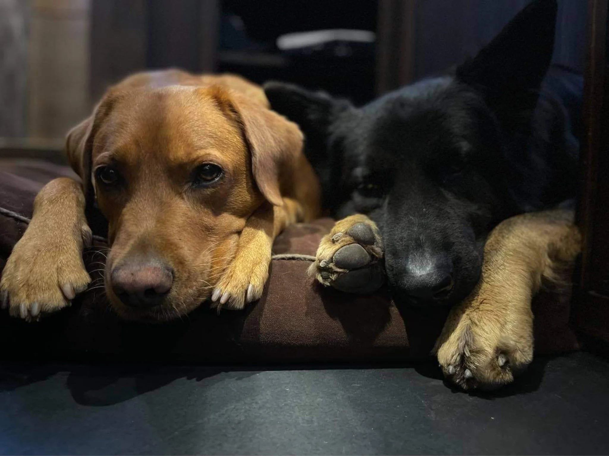 Zwei spielende Hunde, einer braun und einer schwarz, liegen auf dem Boden und kuscheln.