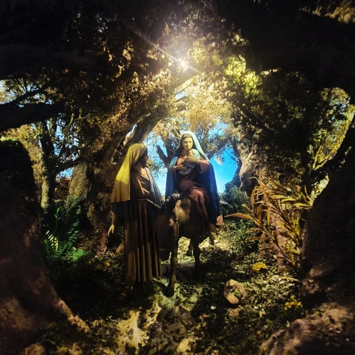 Il bosco degli ulivi