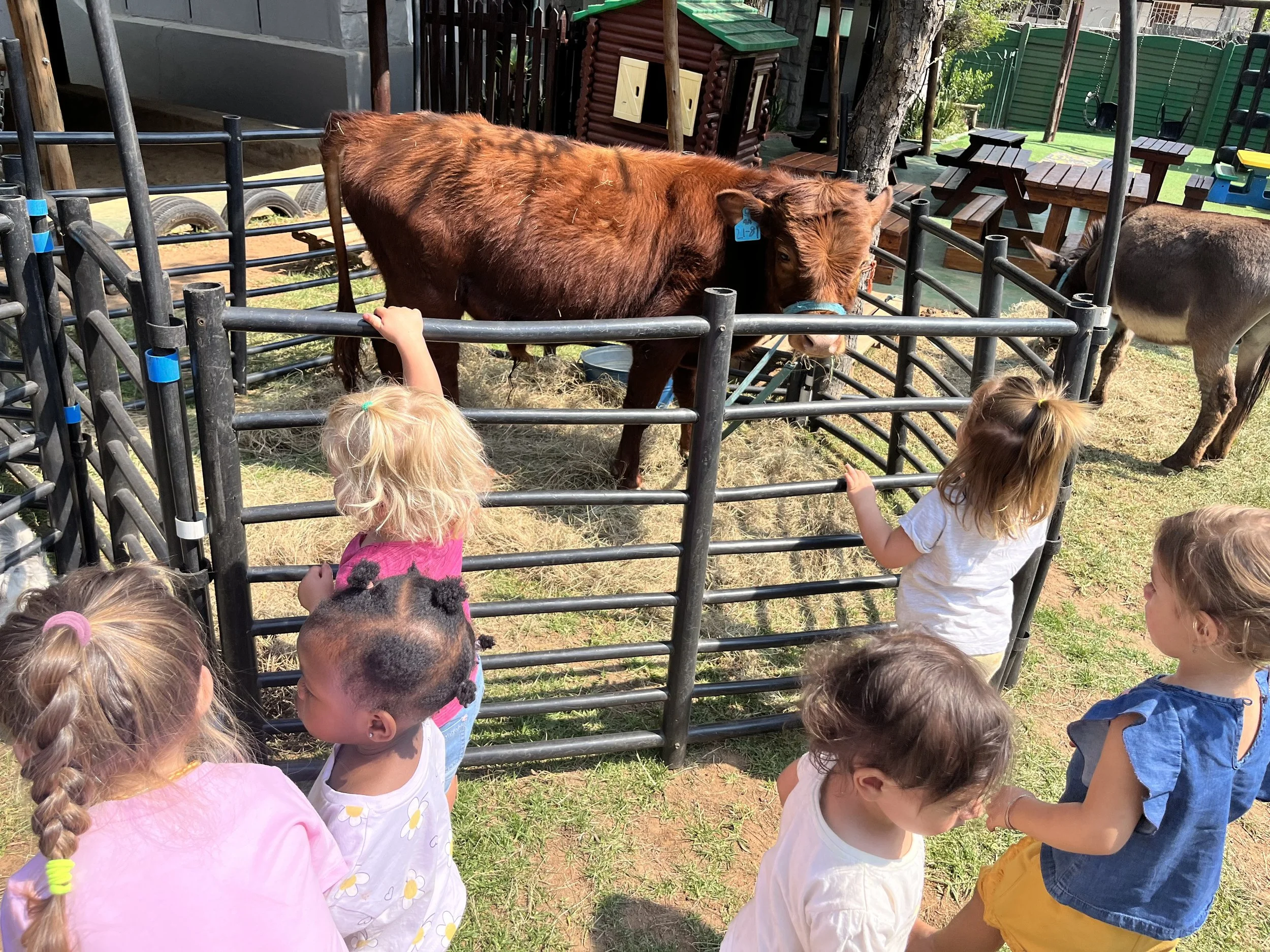 Children petting and observing a brown cow inside a fenced area at a farm or petting zoo.
