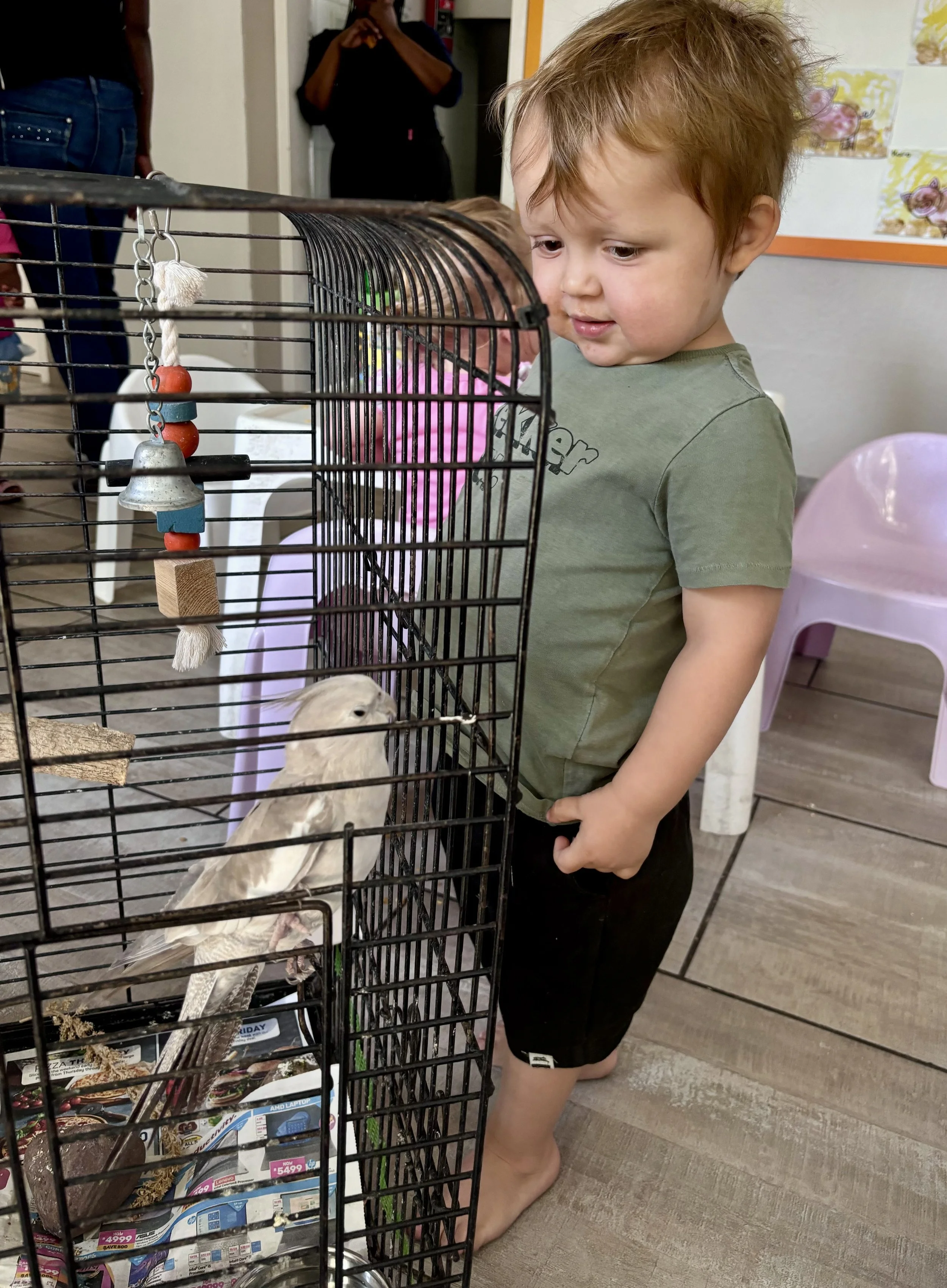 A young boy with brown hair wearing a green t-shirt and black shorts stands in front of a birdcage, looking at a white bird inside. The birdcage contains toys, magazines, and a small bell.