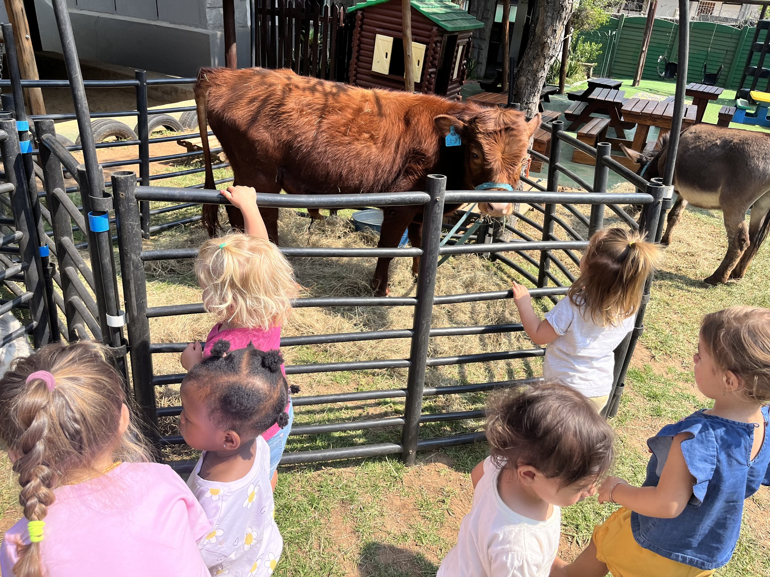 Children gathered around a pig in an outdoor petting zoo, with a black metal fence enclosing the pig and various trees and play structures in the background.