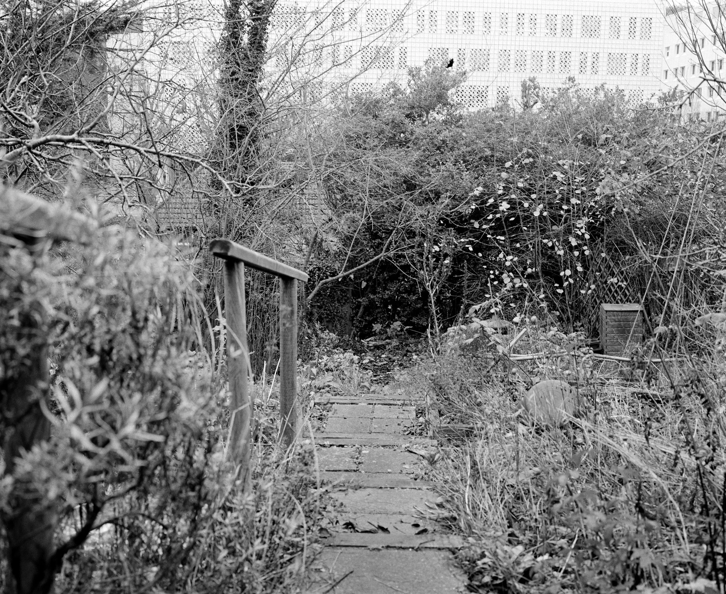 carolinegarden6.jpg