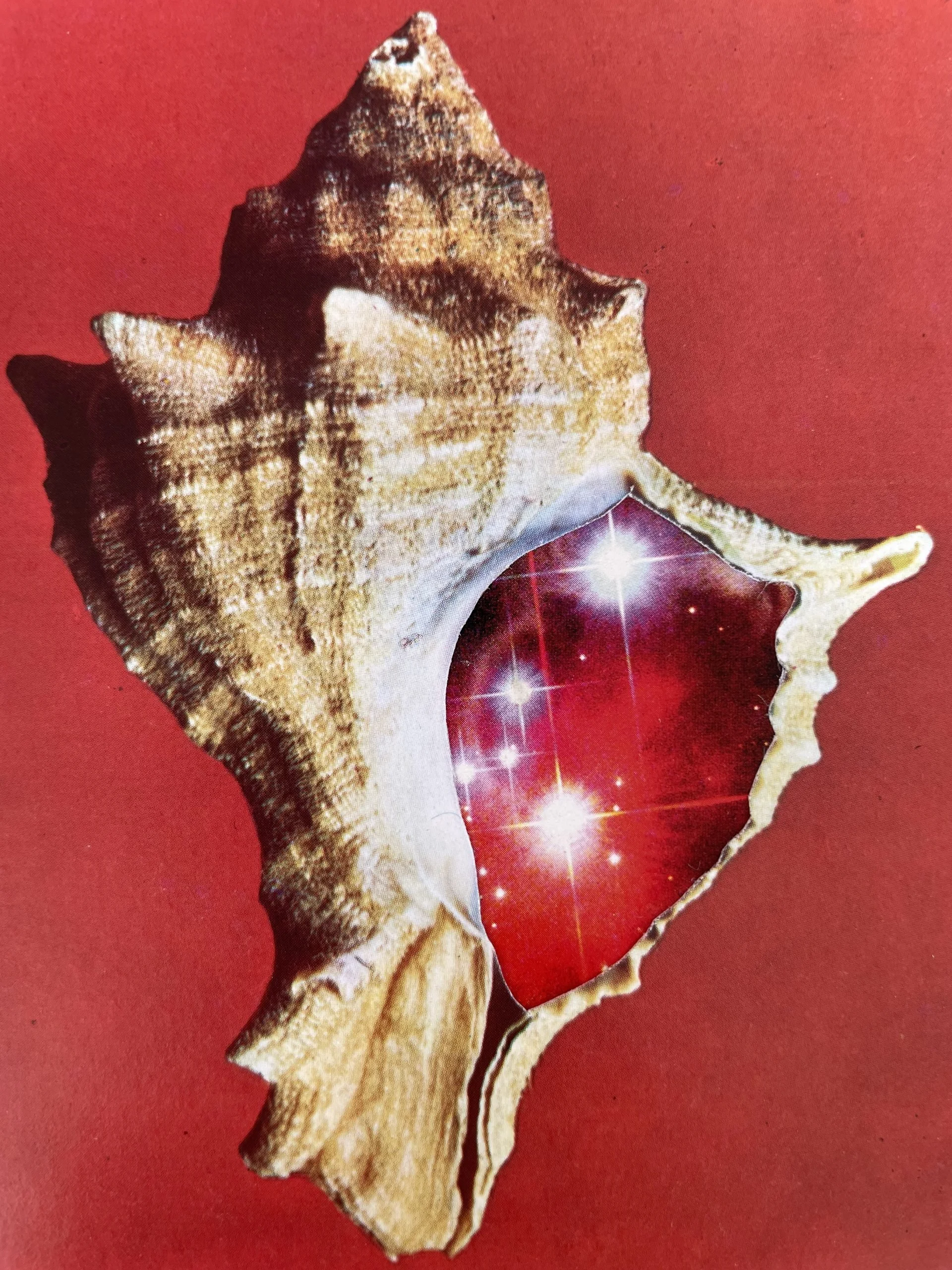 A star-shaped seashell with a galaxy and star pattern inside, on a red background.