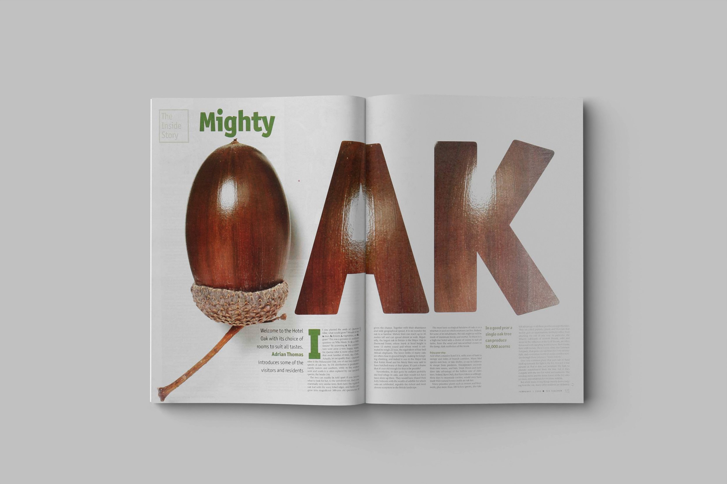 OAK.jpg