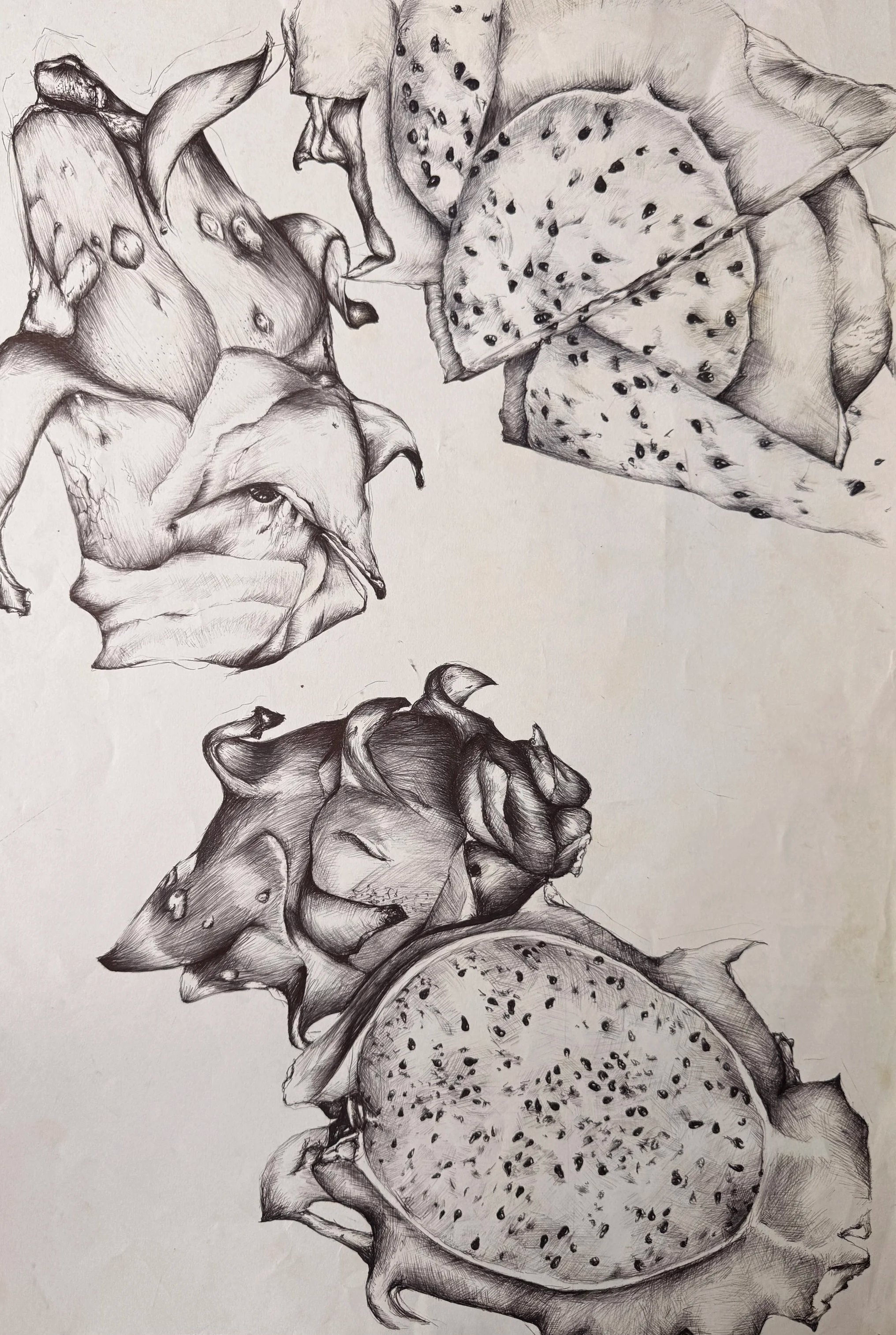 42x60cm biro on paper