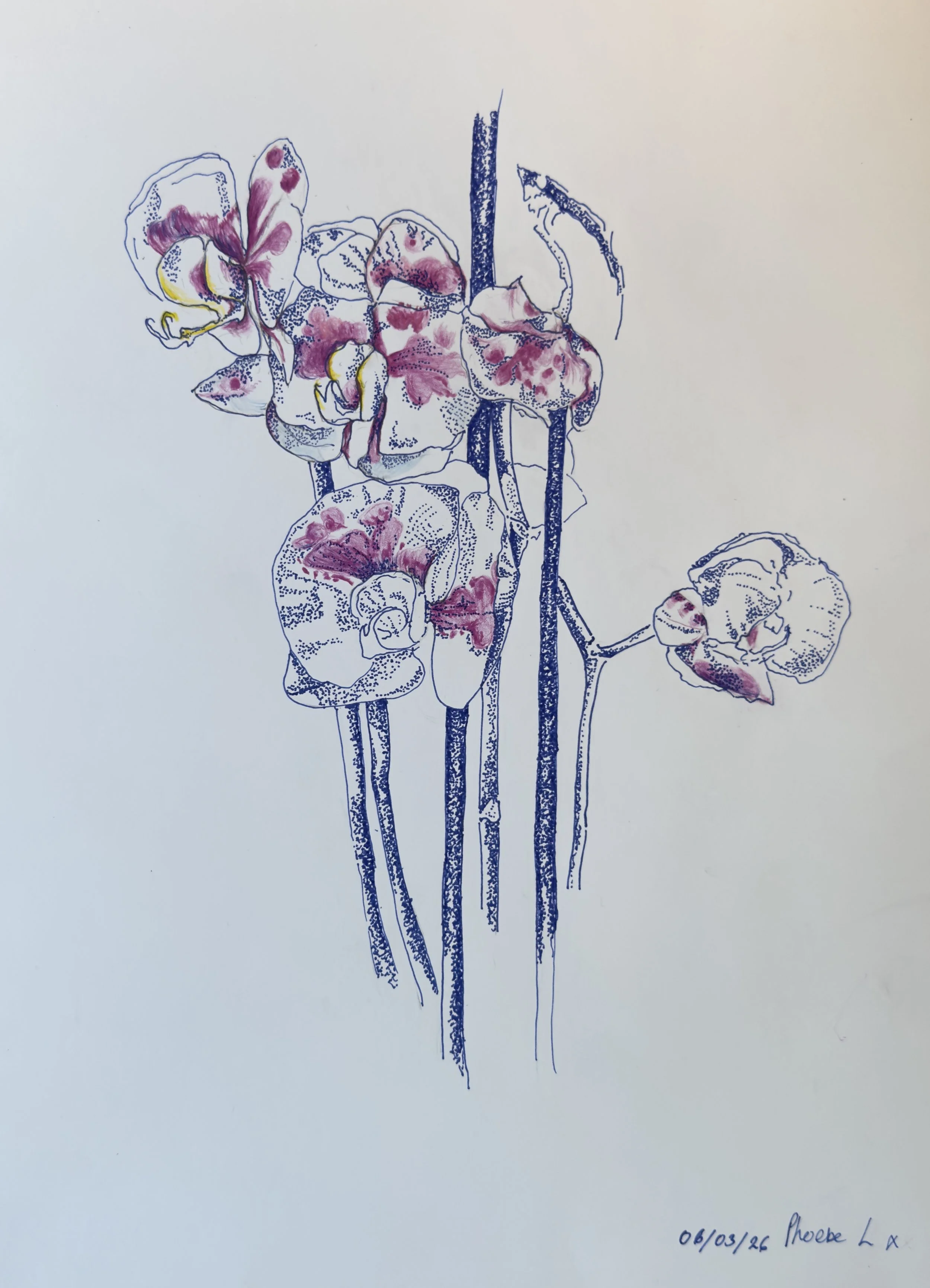 30x42cm fineliner and pencil on paper