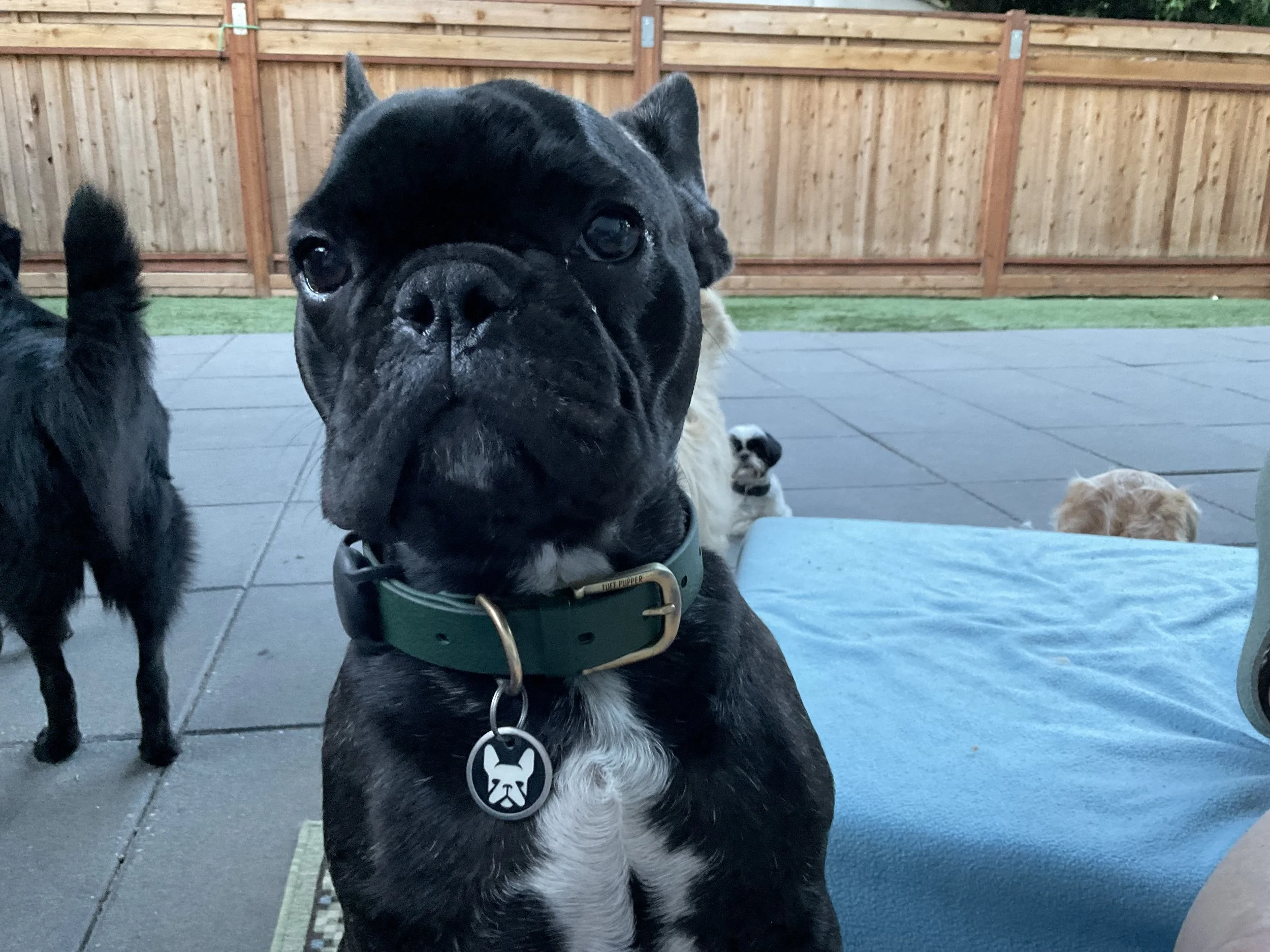 Close-up of a black and white French Bulldog wearing a collar with a dog-shaped tag, outdoors on a patio with wooden fence and other dogs in the background.