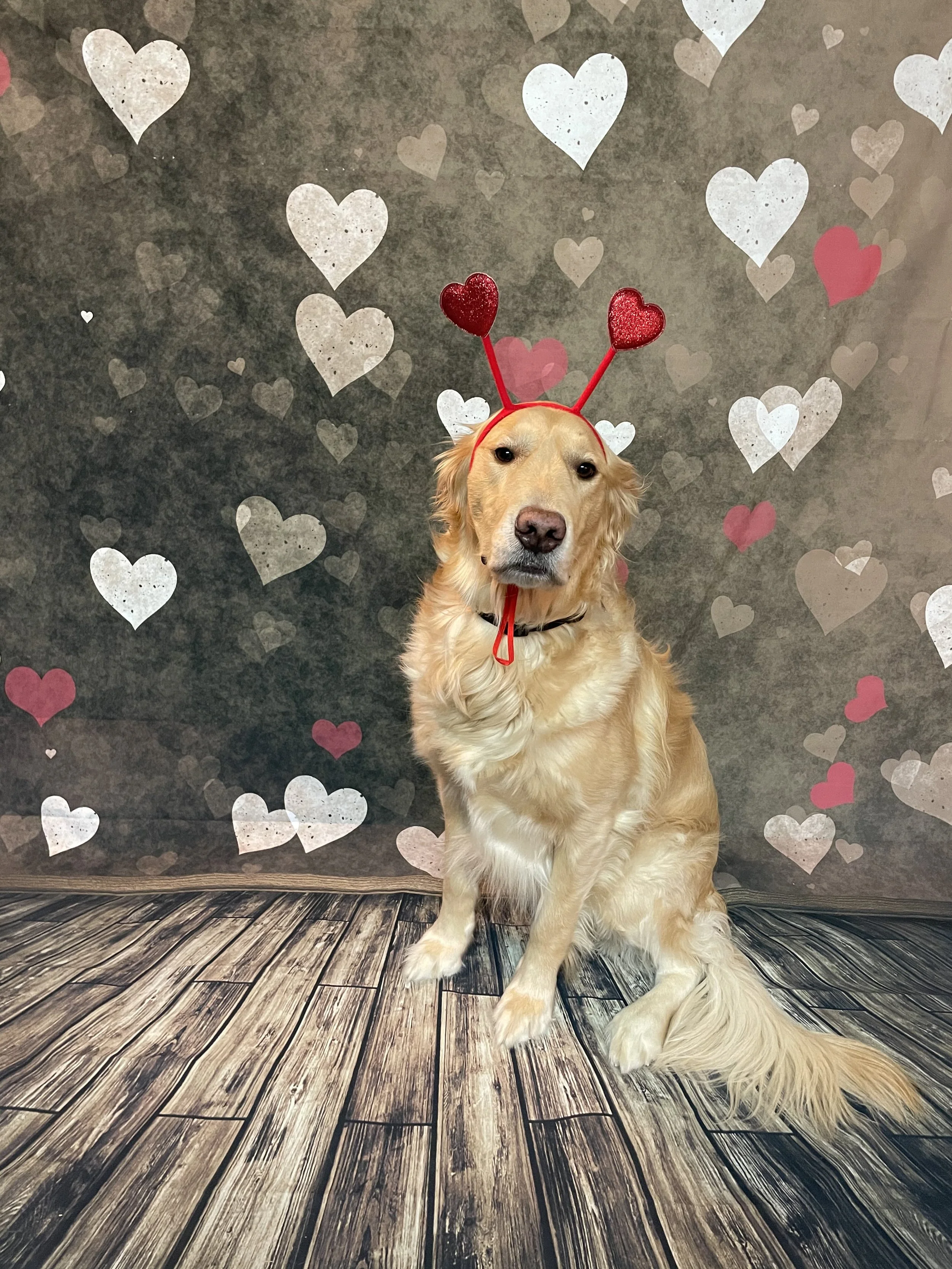 A golden retriever dog with a red heart-shaped headband sitting on a wooden floor against a grey background with white and pink hearts.