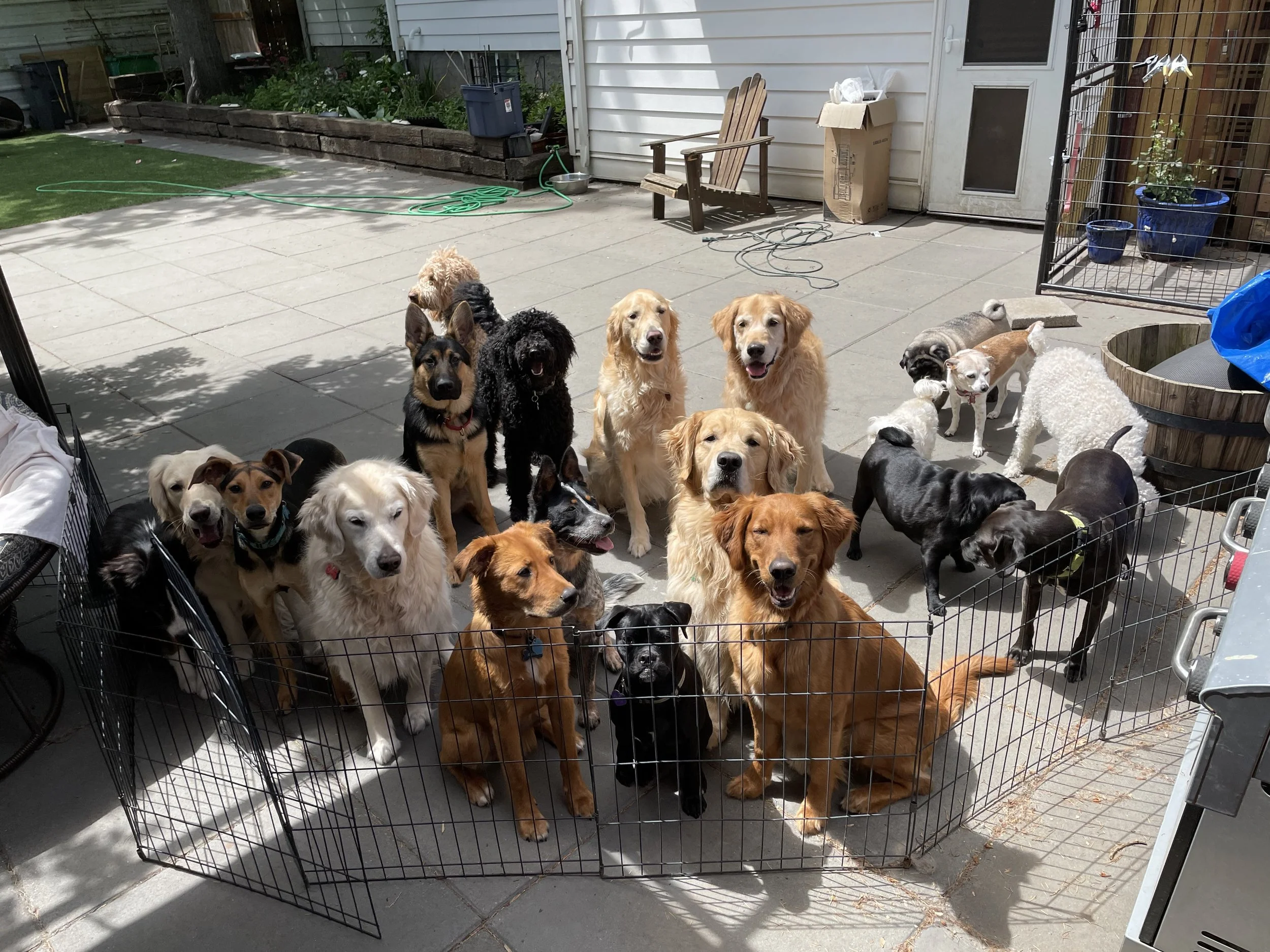 A group of dogs inside a playpen on a backyard patio. There are various breeds including golden retrievers, poodles, and shepherds. The patio has a concrete surface, and the background shows a white house exterior, a wooden chair, potted plants, and 