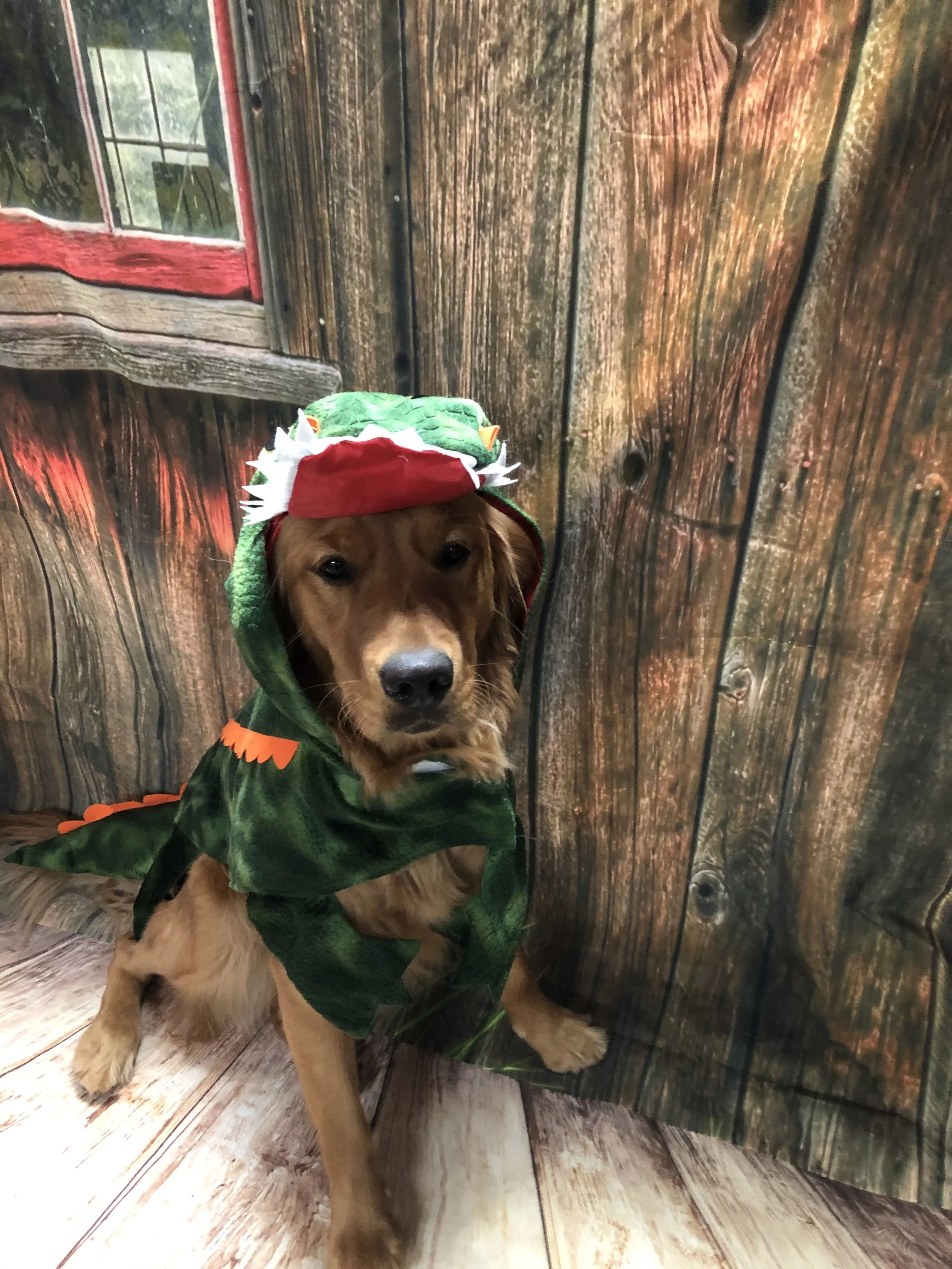 A dog dressed in a dinosaur costume, sitting on a wooden floor in front of a wooden wall backdrop.