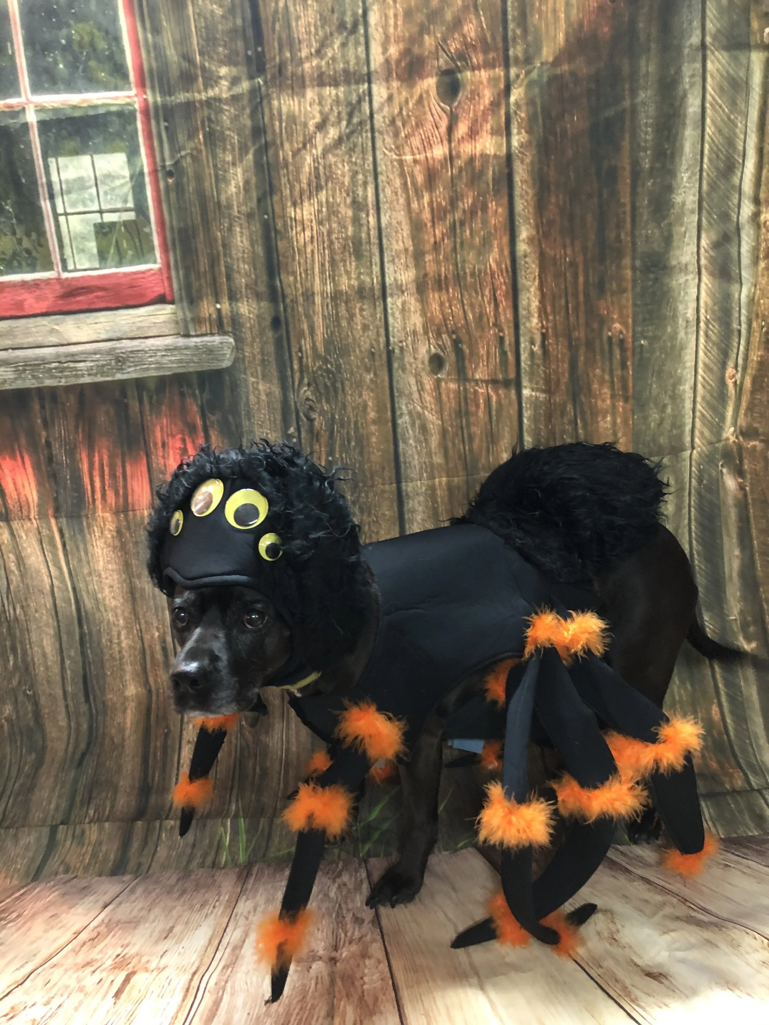 A black dog dressed in a Halloween costume resembling a spider with orange fuzzy accents and black legs, standing on a wooden floor against a wooden wall background.