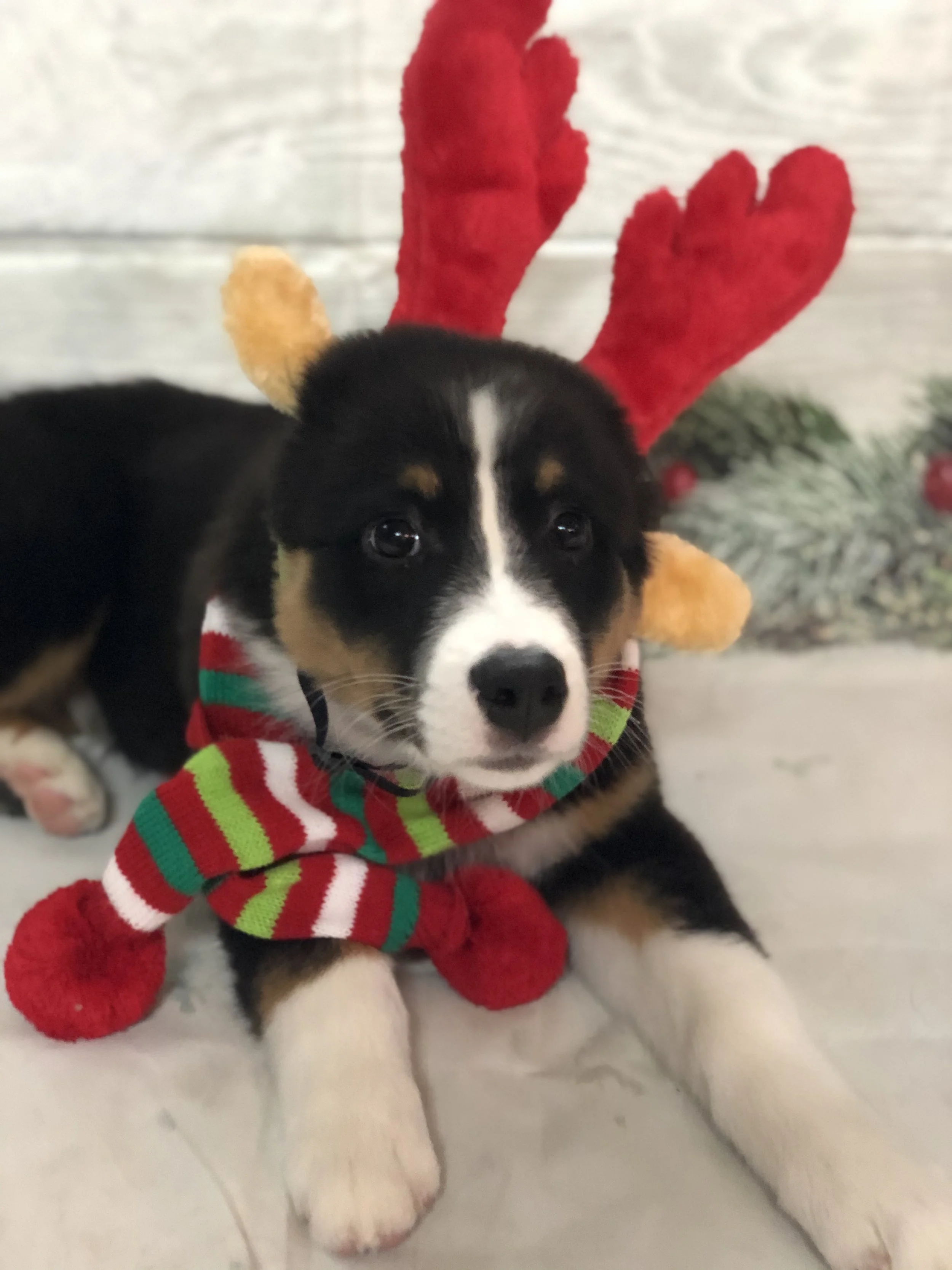 A puppy wearing a Christmas-themed costume with reindeer antlers and a striped scarf, sitting on a white surface.