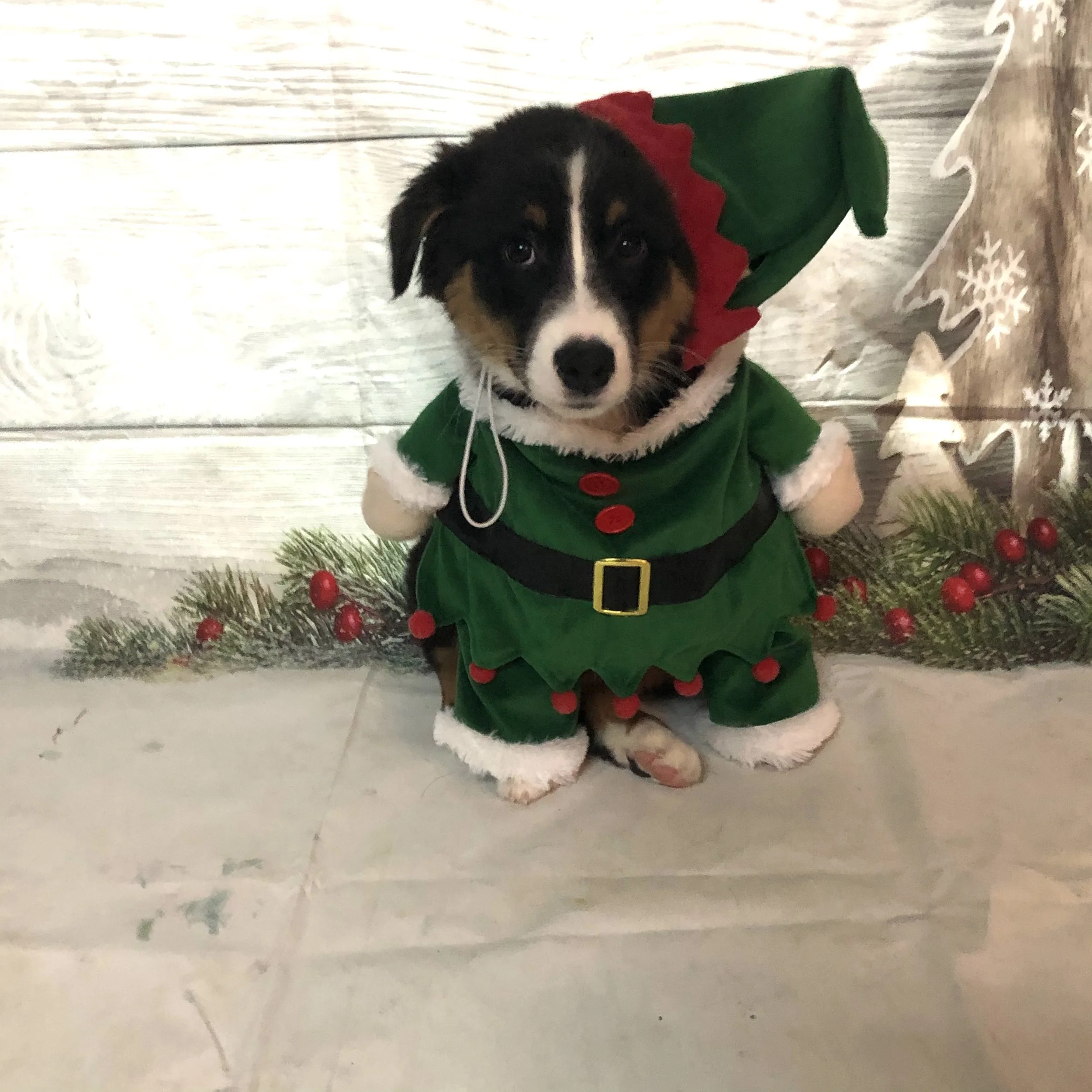 Cute black and white puppy dressed as an elf, sitting on a festive white wooden floor next to holiday decorations with snowflake and reindeer designs and red berries.