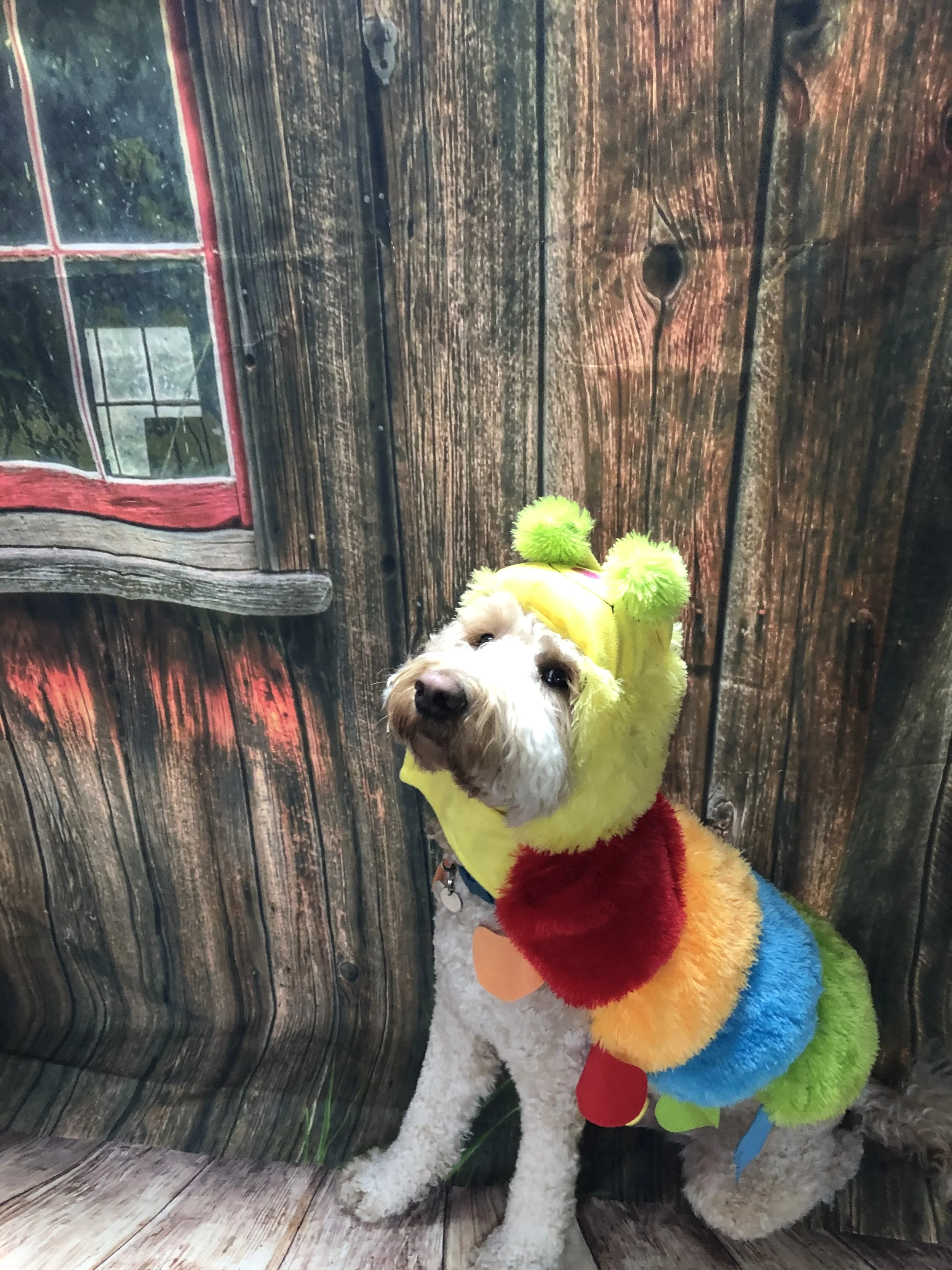 Dog dressed in a rainbow-colored costume with a yellow hat featuring green fluffy pom-poms, standing in front of a wooden background and next to a window with red trim.