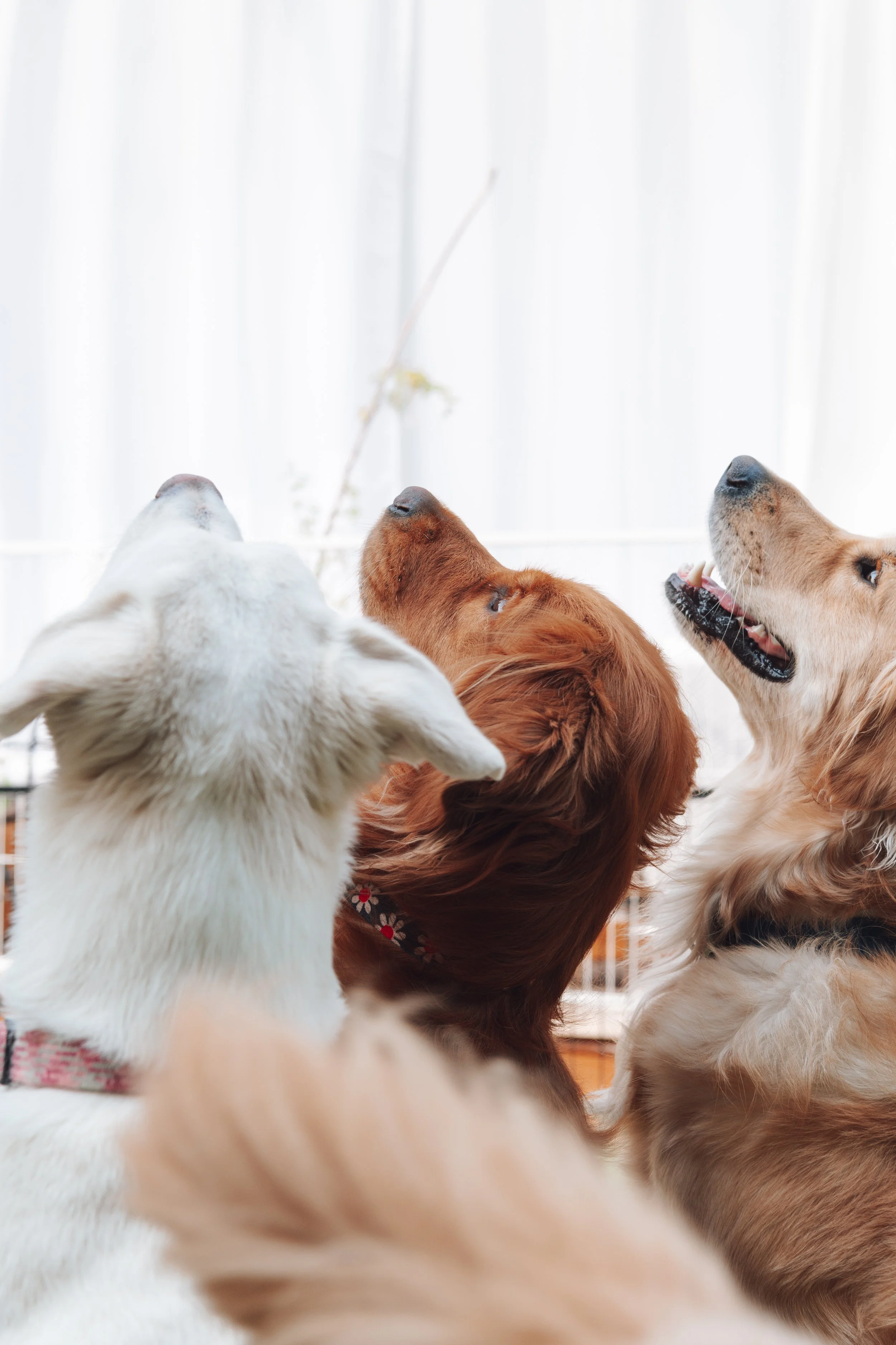 Multiple dogs with their heads raised, some with eyes closed, one with open mouth, in a bright indoor setting with sheer white curtains.