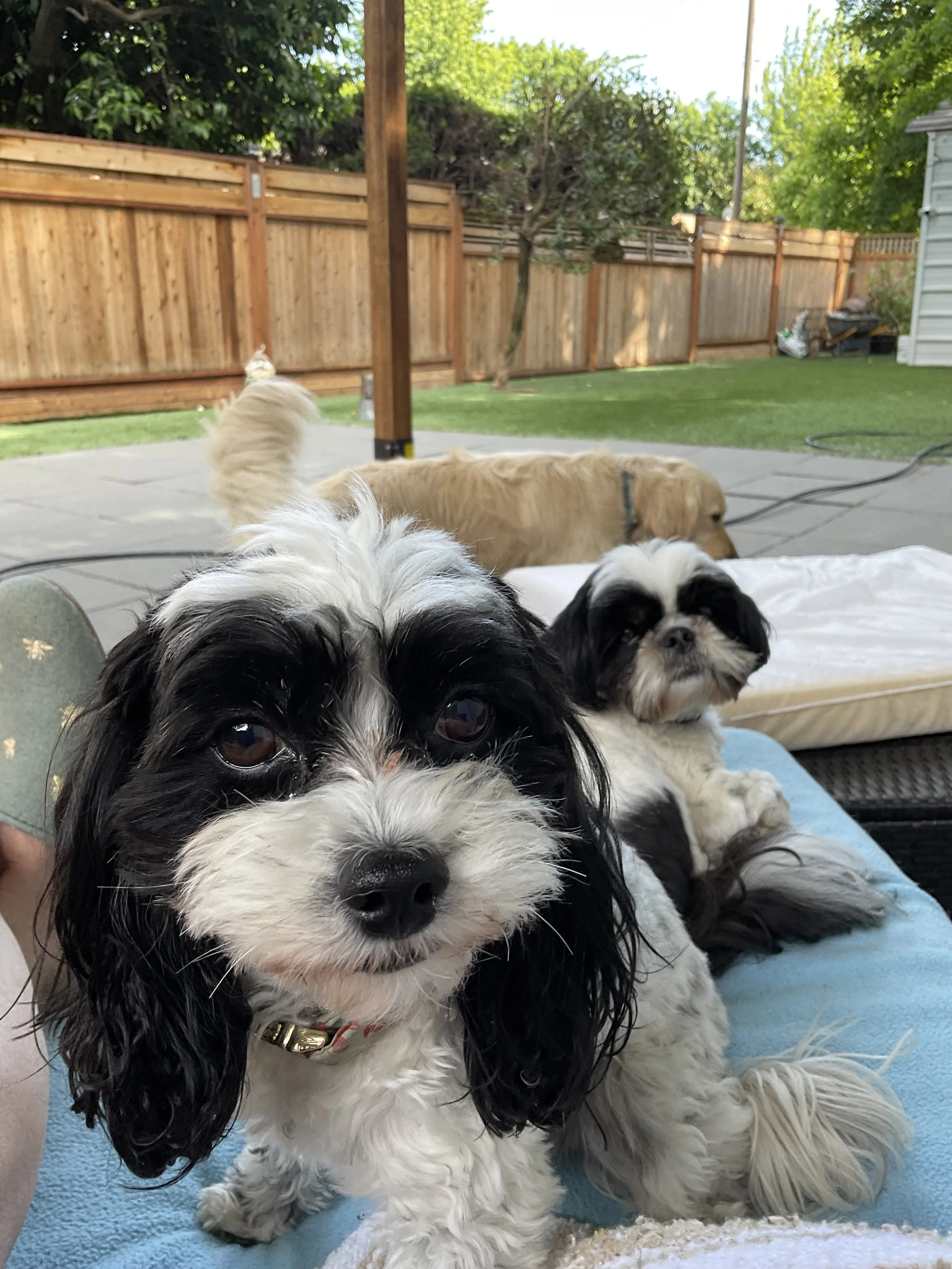 Close-up of a black-and-white dog with long hair looking into the camera, with two other dogs, one with tan fur and one with black and white fur, lying on a blue blanket in a backyard with a wooden fence, trees, and gardening tools in the background.