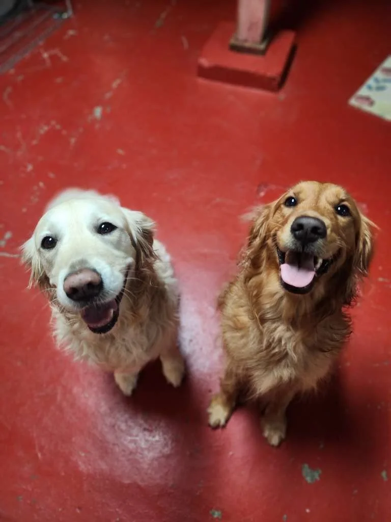 Two dogs, one light-colored and one brown, sitting on a red floor and looking up at the camera with happy expressions.