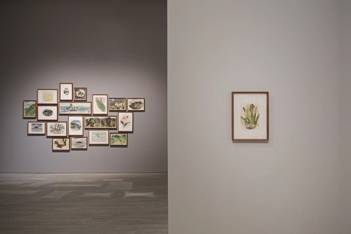 Artwork display in an art gallery with a group of framed pictures on the left wall and a single framed botanical illustration on the right wall.